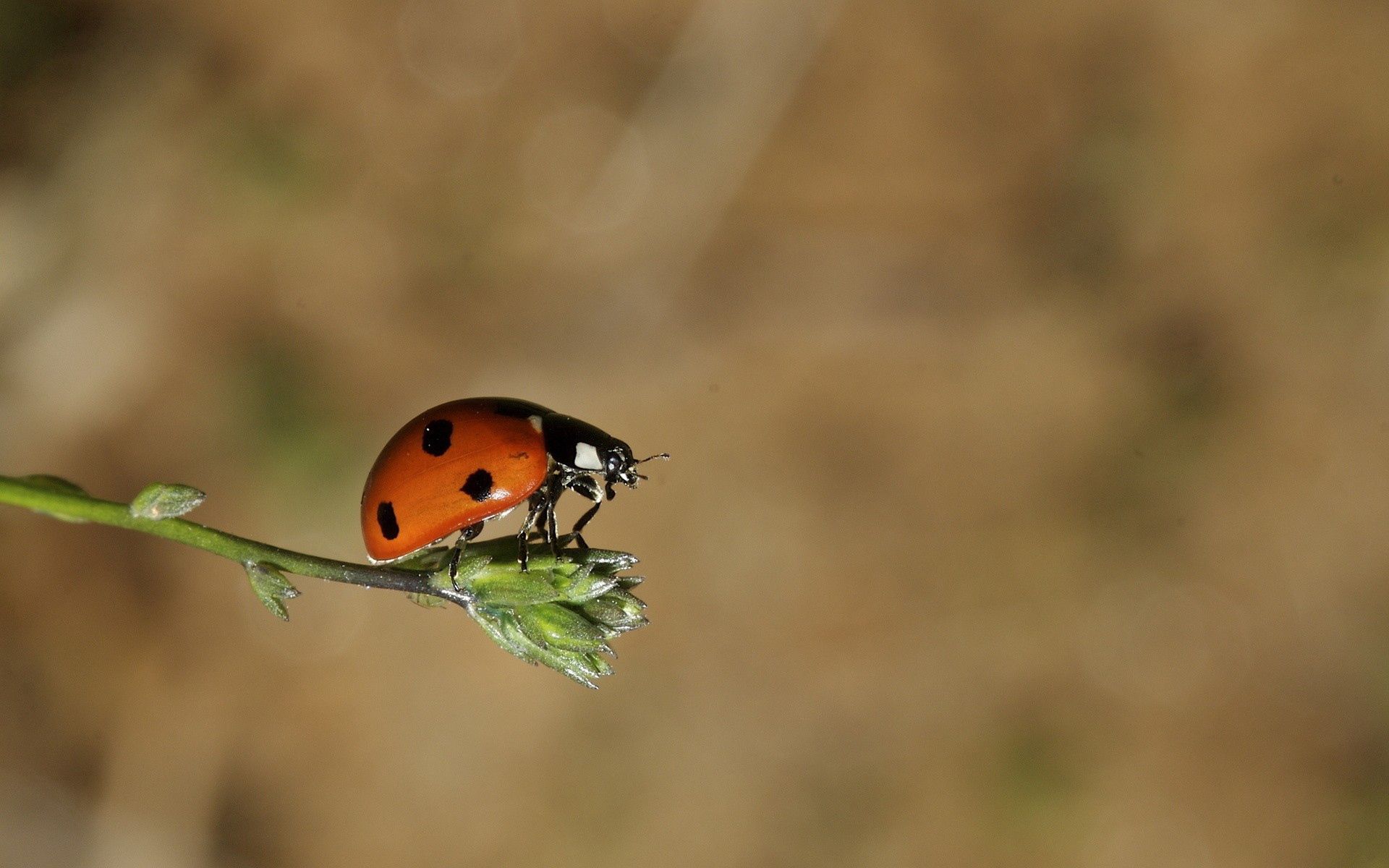 Download mobile wallpaper Grass, Ladybird, Insect, Flight, Macro, Ladybug for free.
