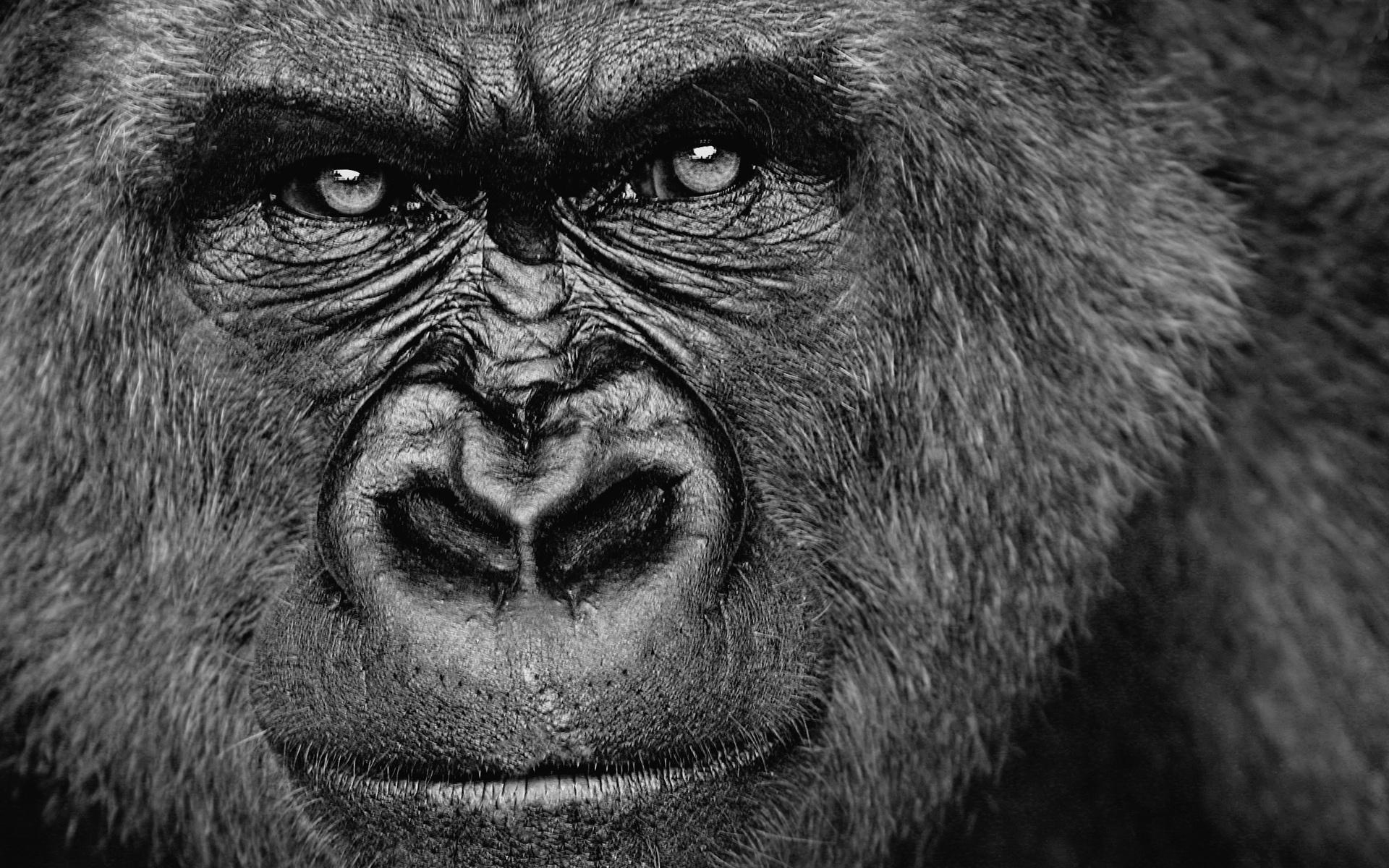 289001 baixar imagens animais, gorila, macacos - papéis de parede e protetores de tela gratuitamente