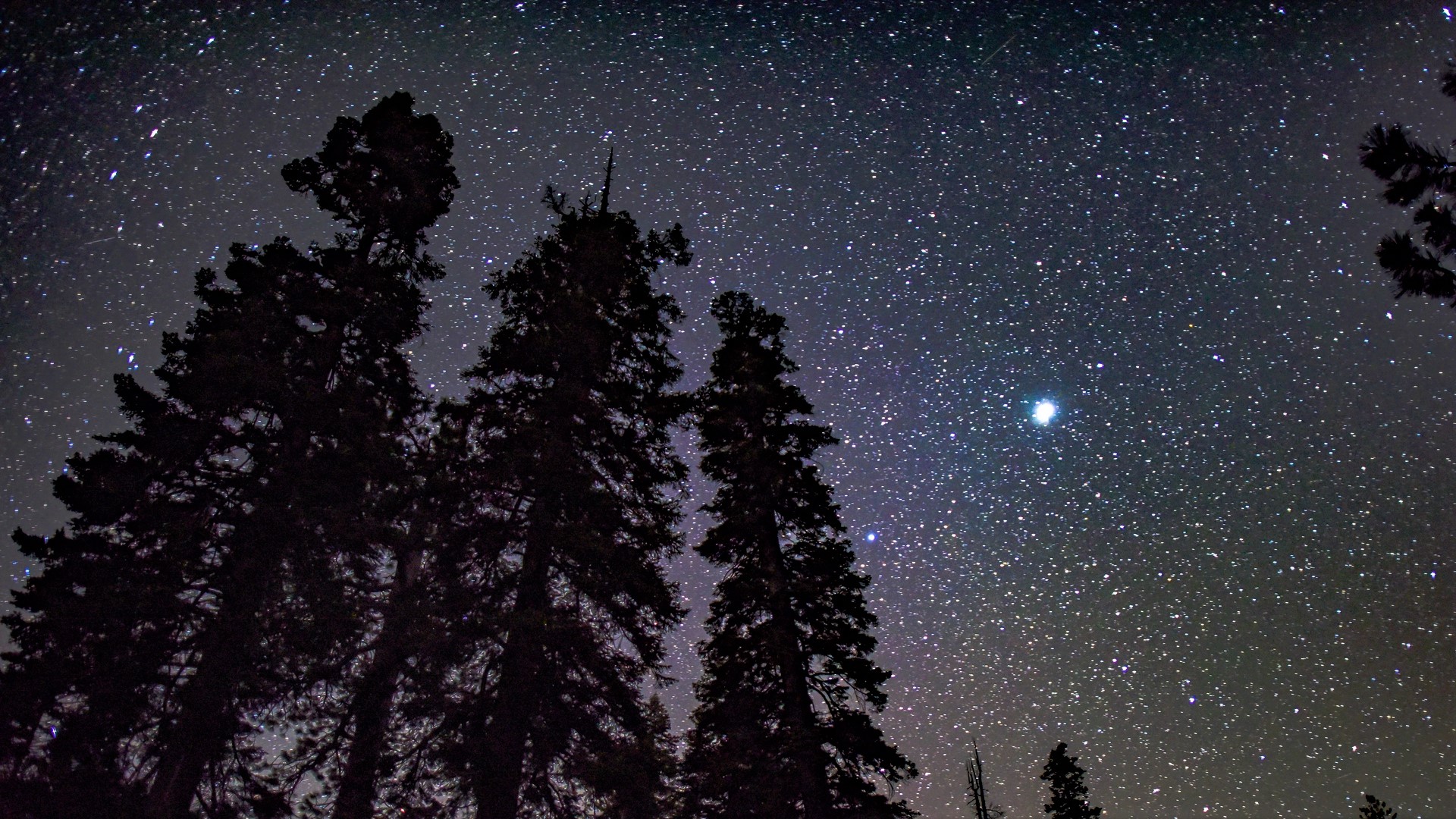 earth, night, pine tree, sky, starry sky, stars, tree