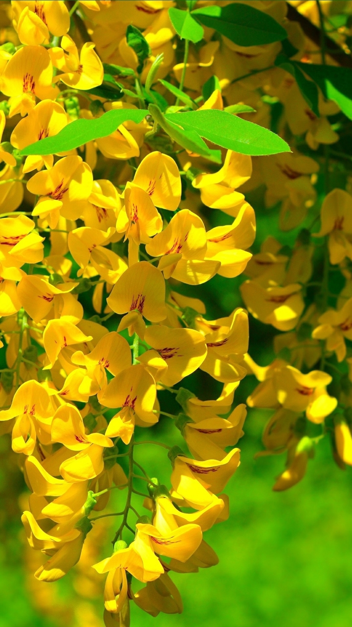 無料モバイル壁紙フラワーズ, 花, 地球, 藤, 黄色い花をダウンロードします。