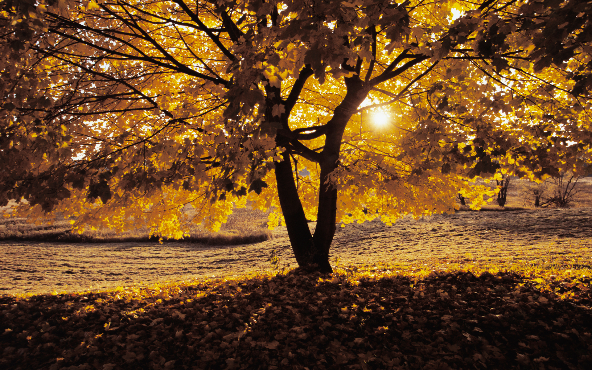 Téléchargez des papiers peints mobile Automne, Terre/nature gratuitement.