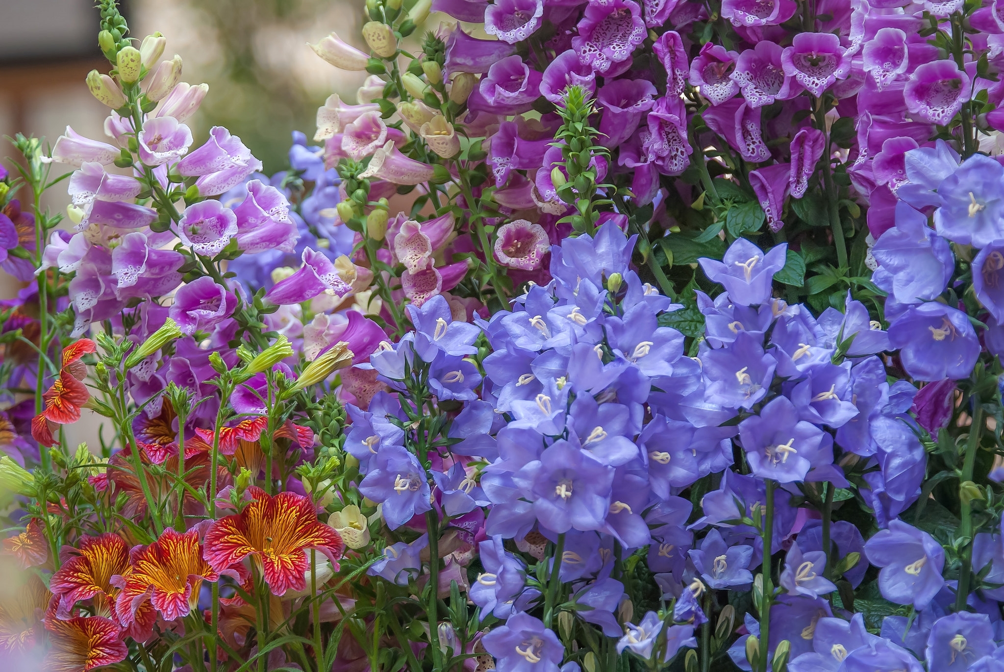 無料モバイル壁紙自然, フラワーズ, 花, 地球, 青い花, 紫色の花をダウンロードします。