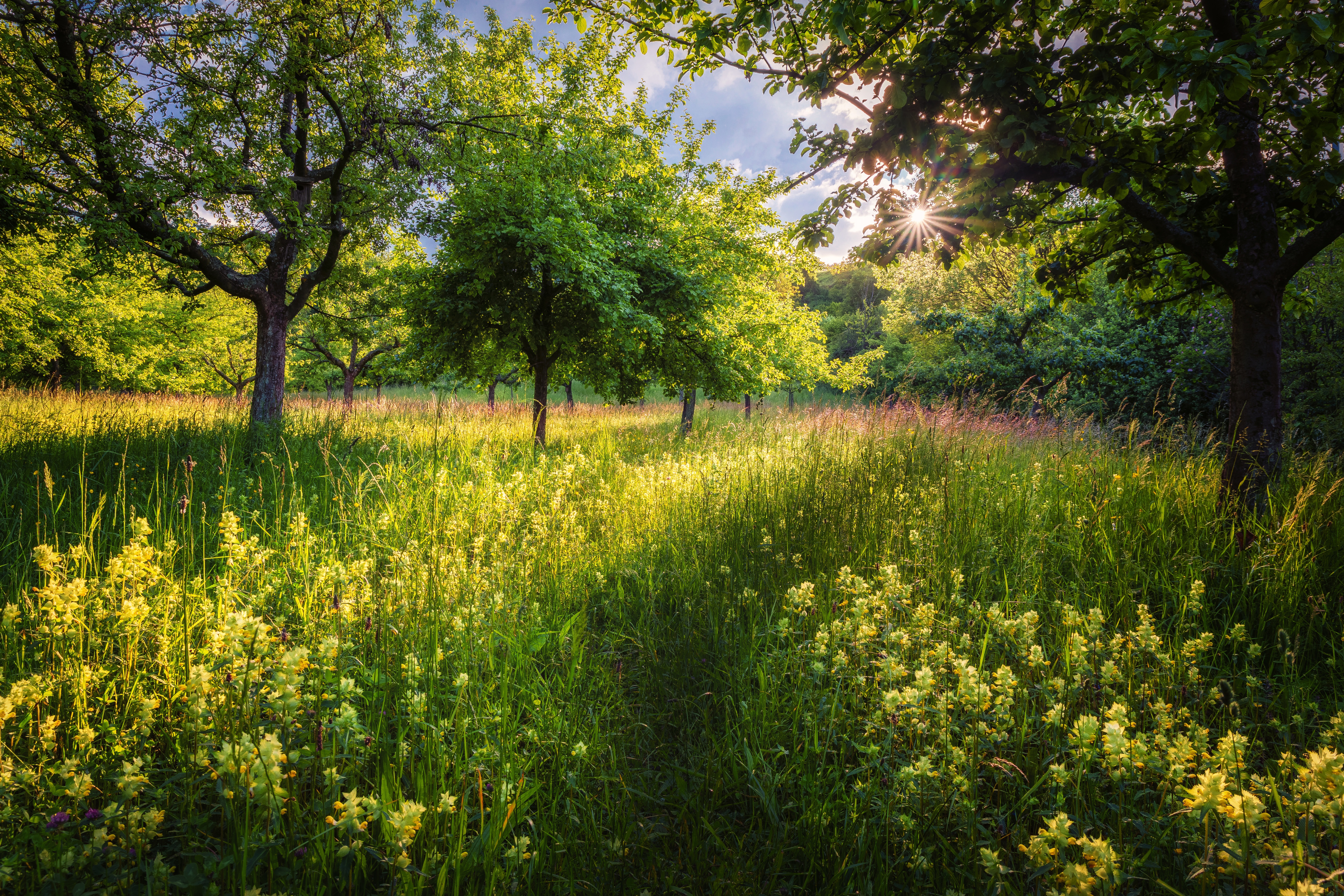 Download mobile wallpaper Sun, Summer, Flower, Tree, Earth, Path for free.