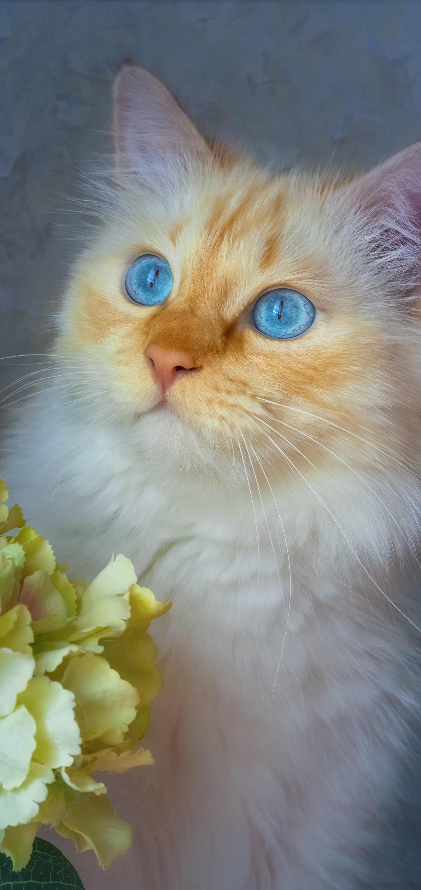 Download mobile wallpaper Cats, Cat, Animal for free.