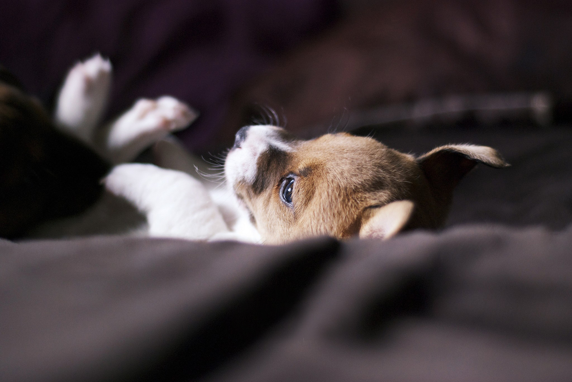 Baixar papel de parede para celular de Cães, Filhote, Animais gratuito.