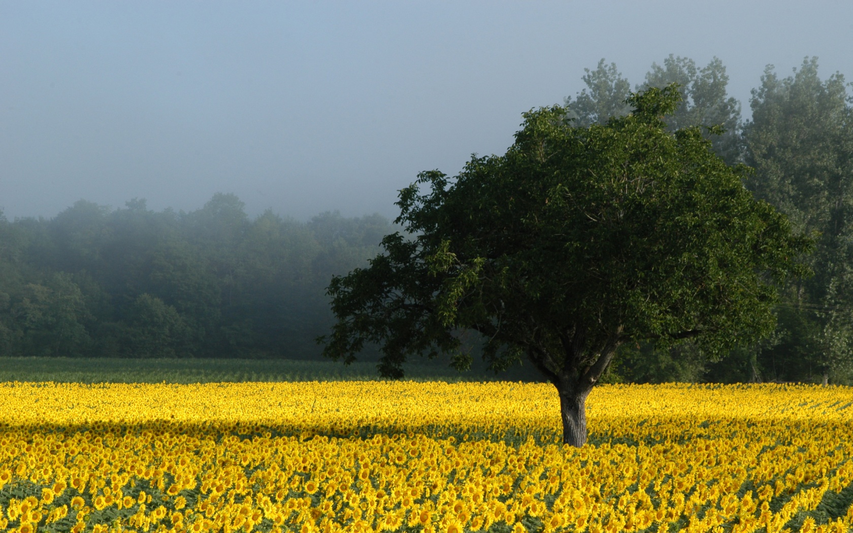 Free download wallpaper Flowers, Earth, Sunflower on your PC desktop