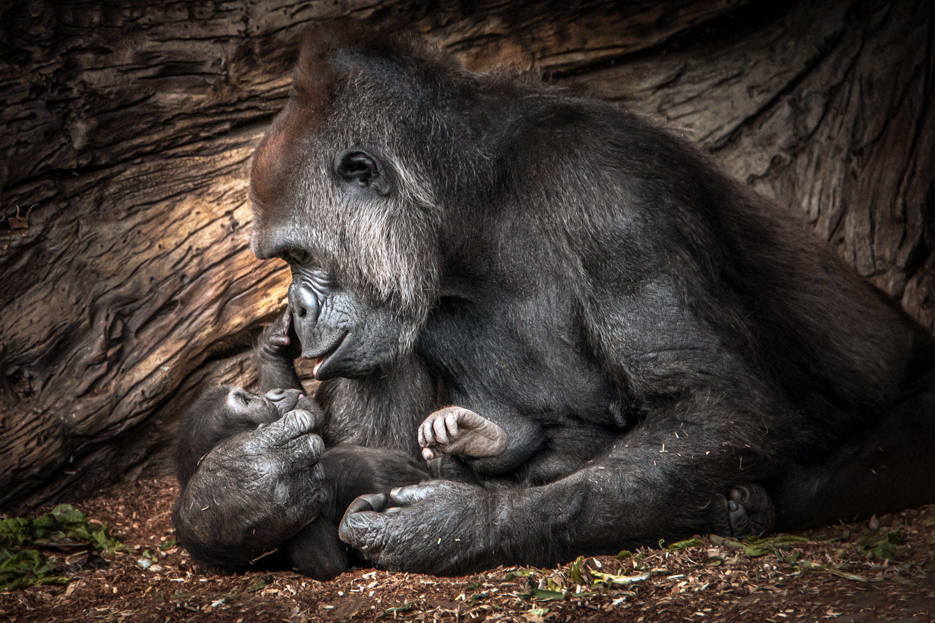 Laden Sie das Tiere, Gorilla, Primas, Affen, Tierbaby-Bild kostenlos auf Ihren PC-Desktop herunter