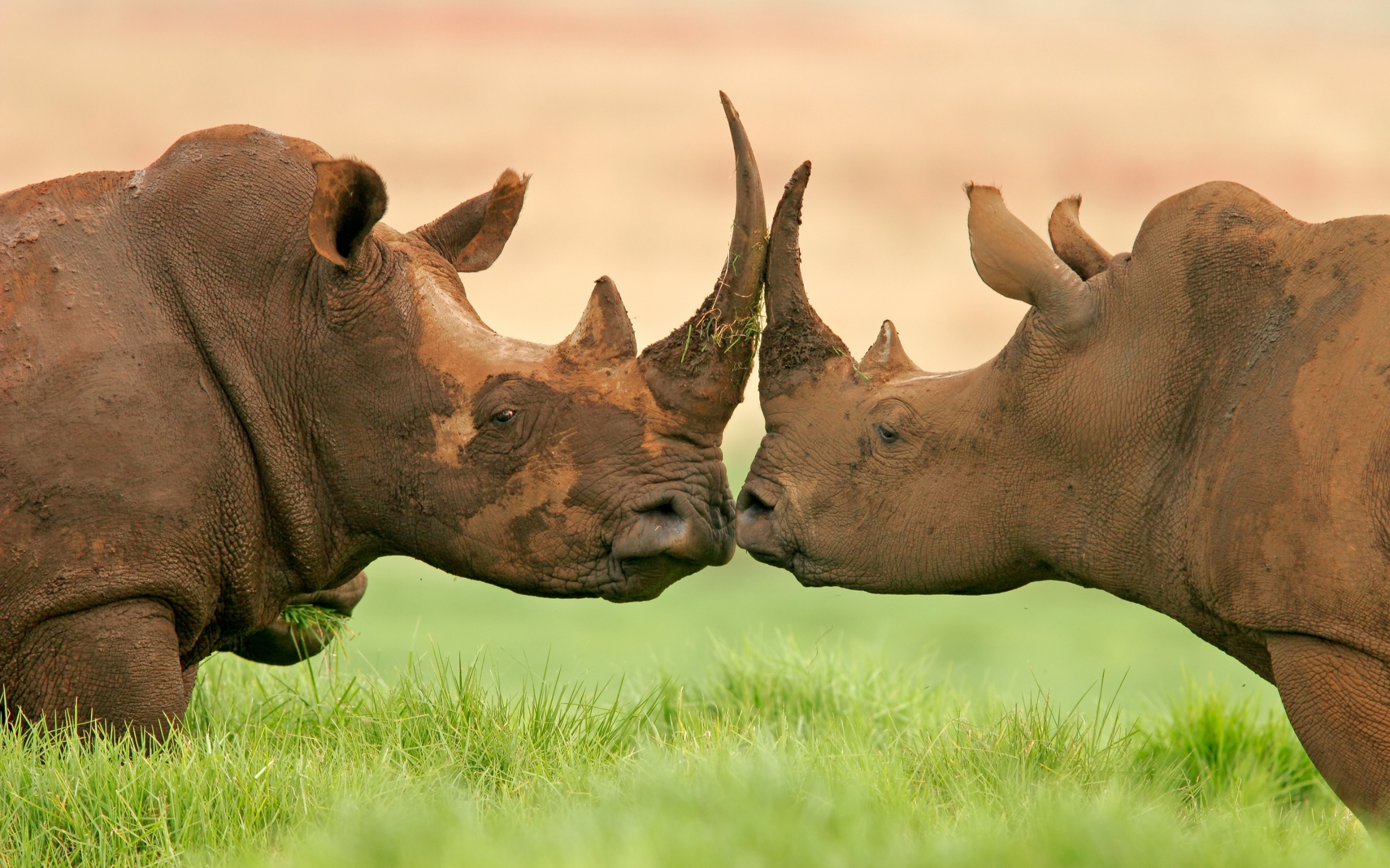288606 скачать картинку носорог, животные - обои и заставки бесплатно