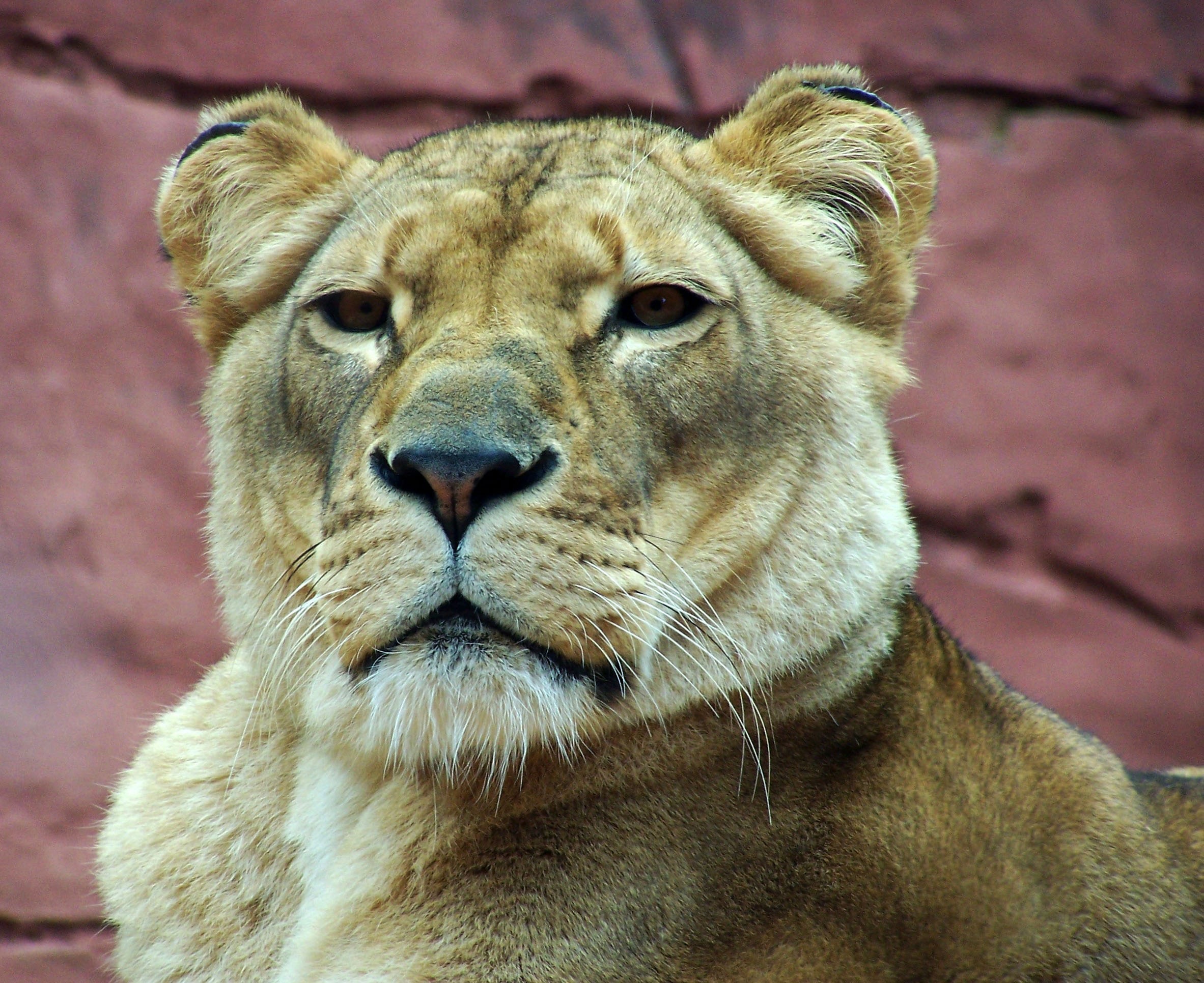 Download mobile wallpaper Lioness, Sight, Opinion, Animals, Muzzle, Predator for free.