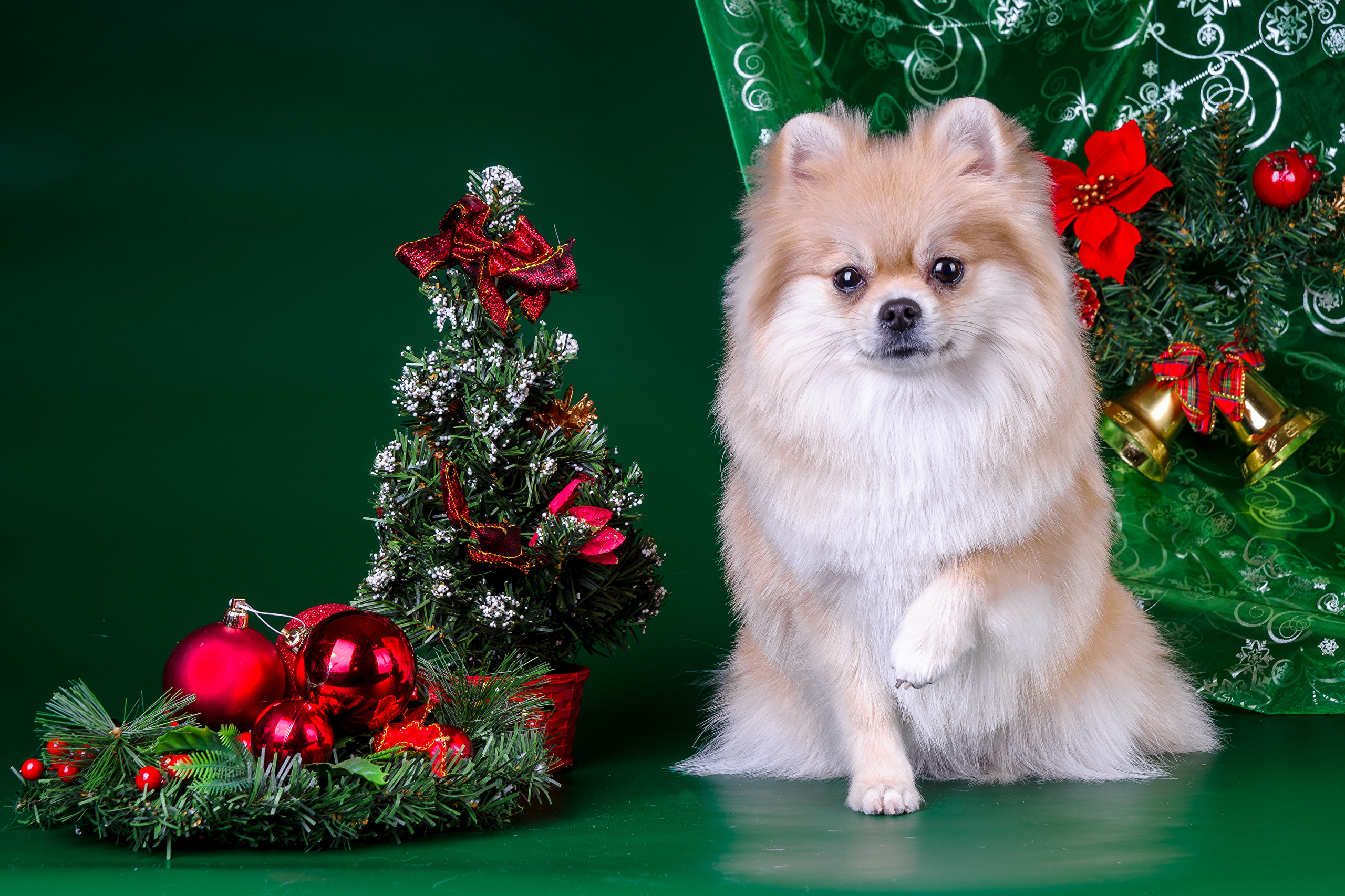 474708 завантажити шпалери тварина, померанський шпіц, різдво, пес, зелений, свято, собаки - заставки і картинки безкоштовно