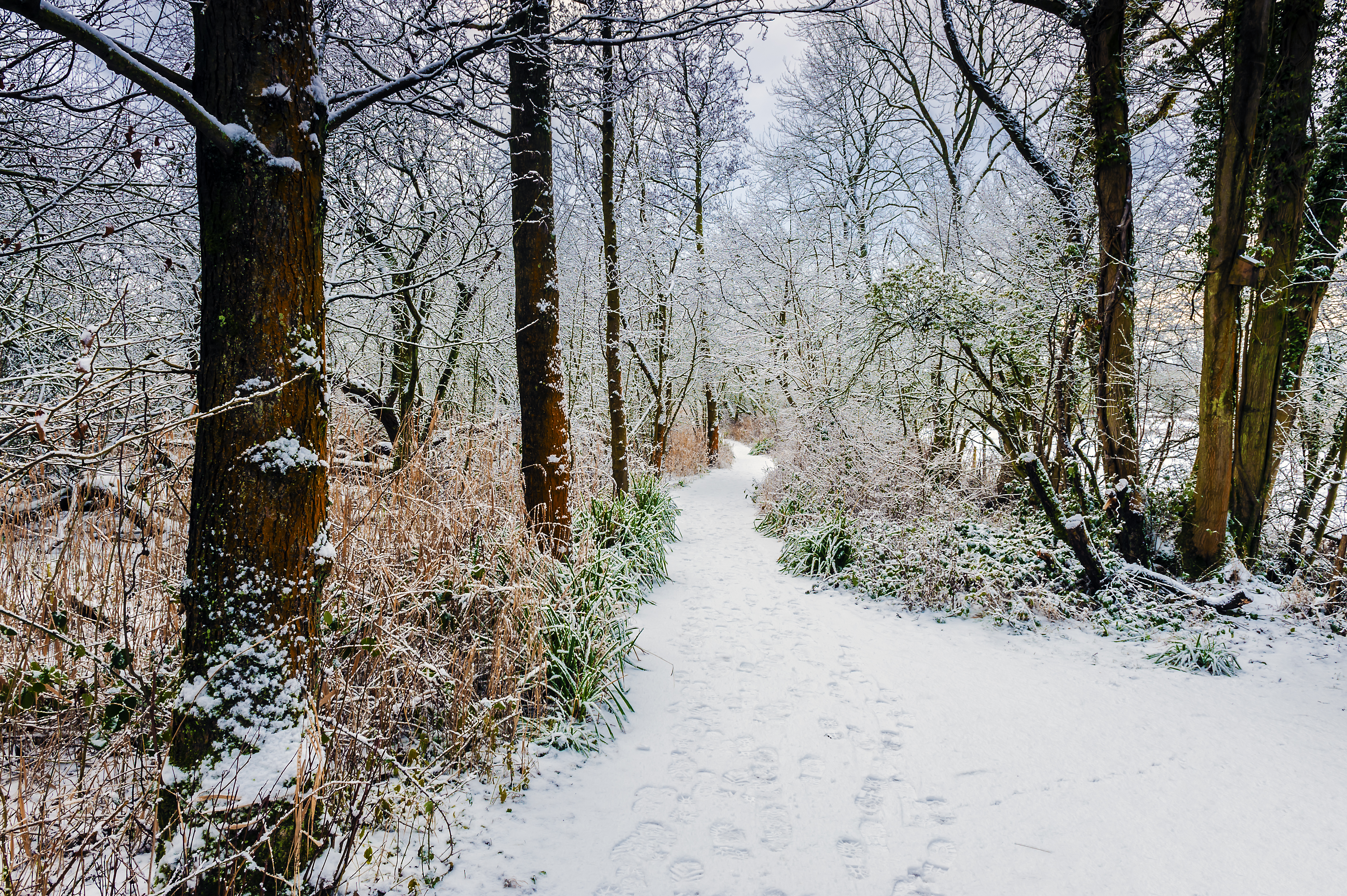 Free download wallpaper Winter, Nature, Trees, Bush, Forest, Path, Snow on your PC desktop