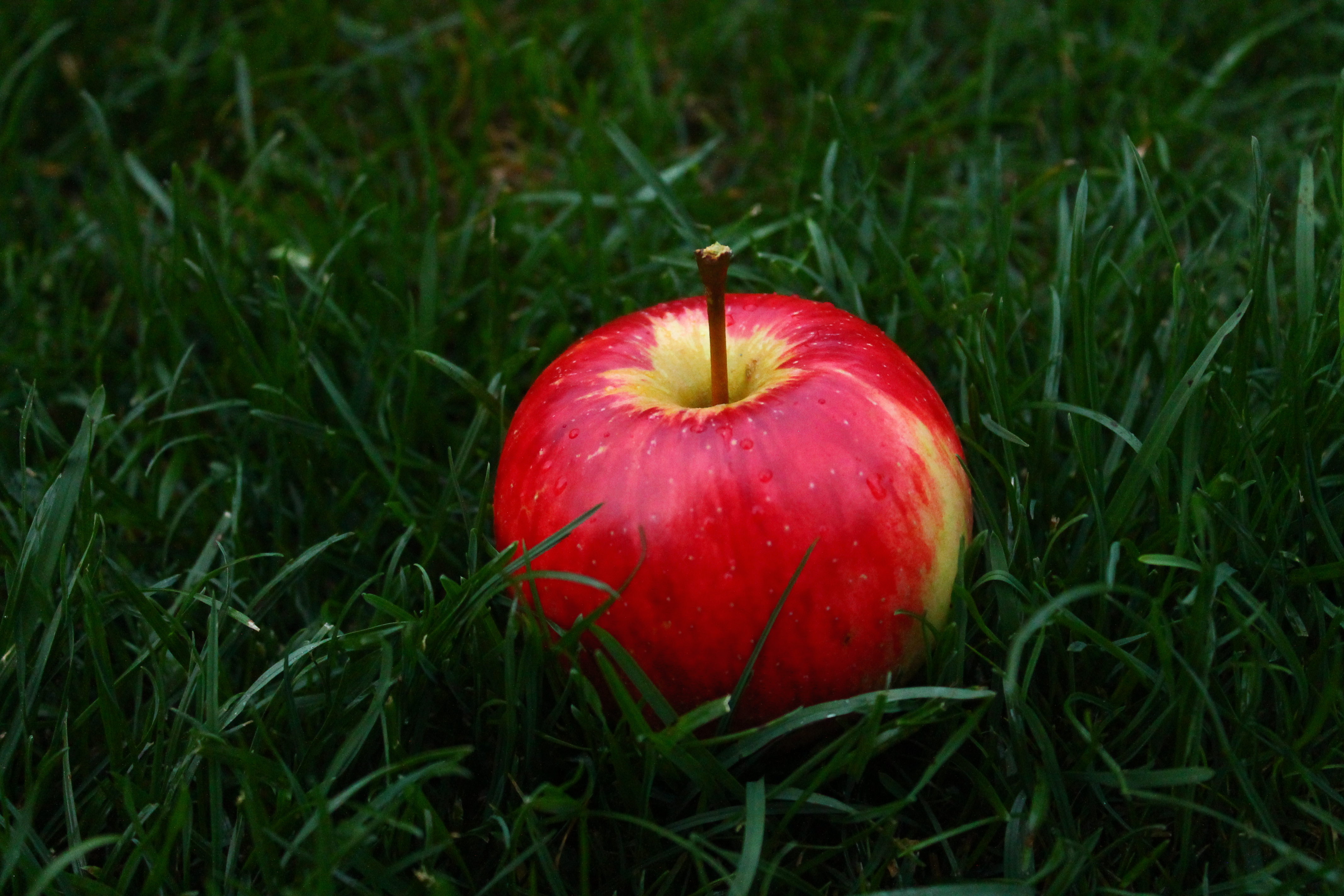 73305 скачать картинку трава, еда, яблоко, фрукт - обои и заставки бесплатно