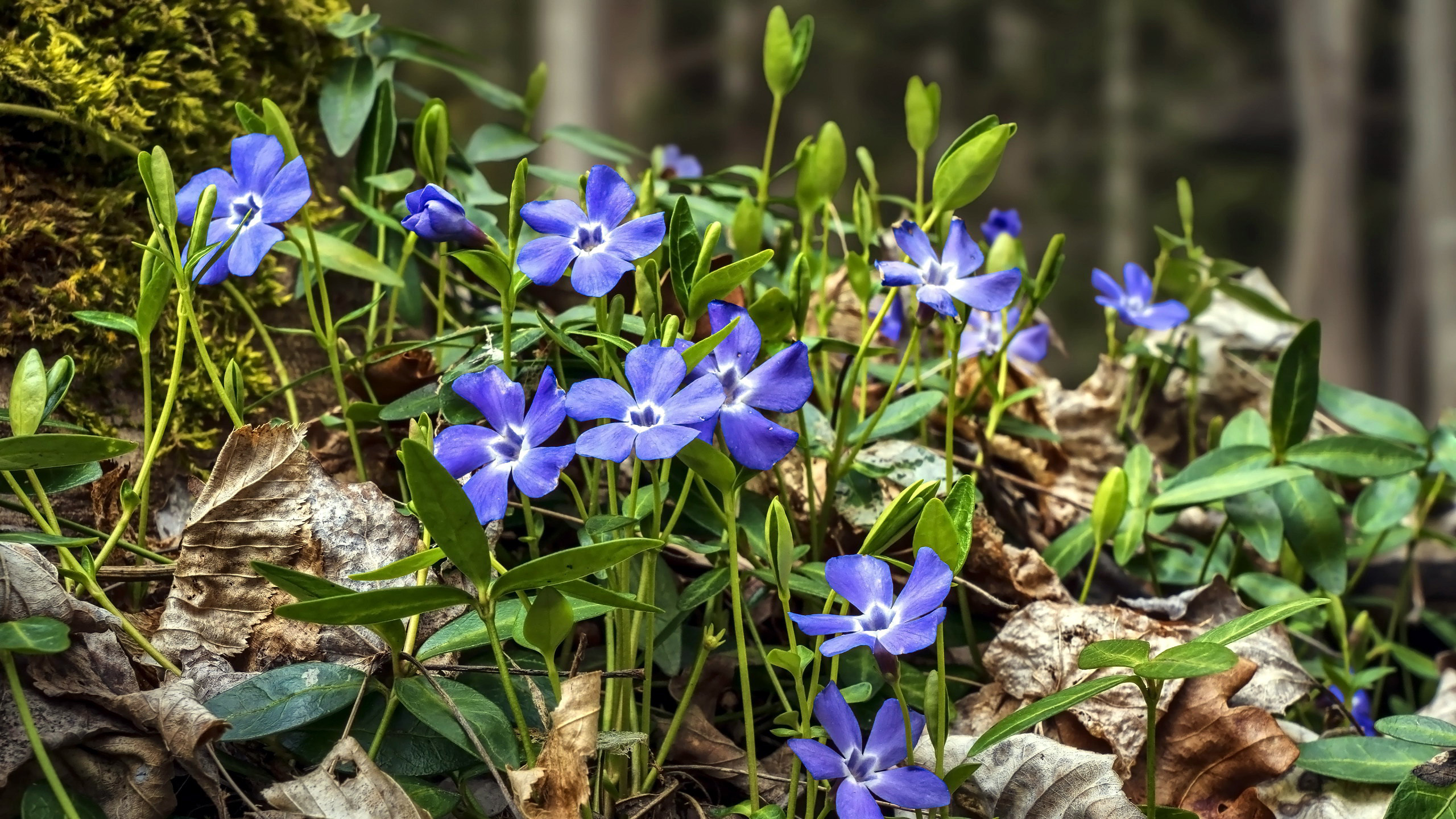 Handy-Wallpaper Blumen, Blume, Erde/natur, Blaue Blume kostenlos herunterladen.