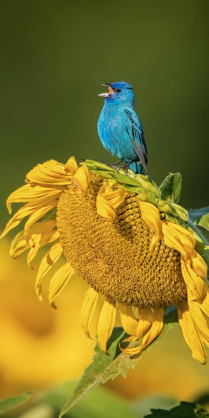 Handy-Wallpaper Tiere, Vögel, Blume, Vogel, Sonnenblume, Gelbe Blume, Drossel kostenlos herunterladen.