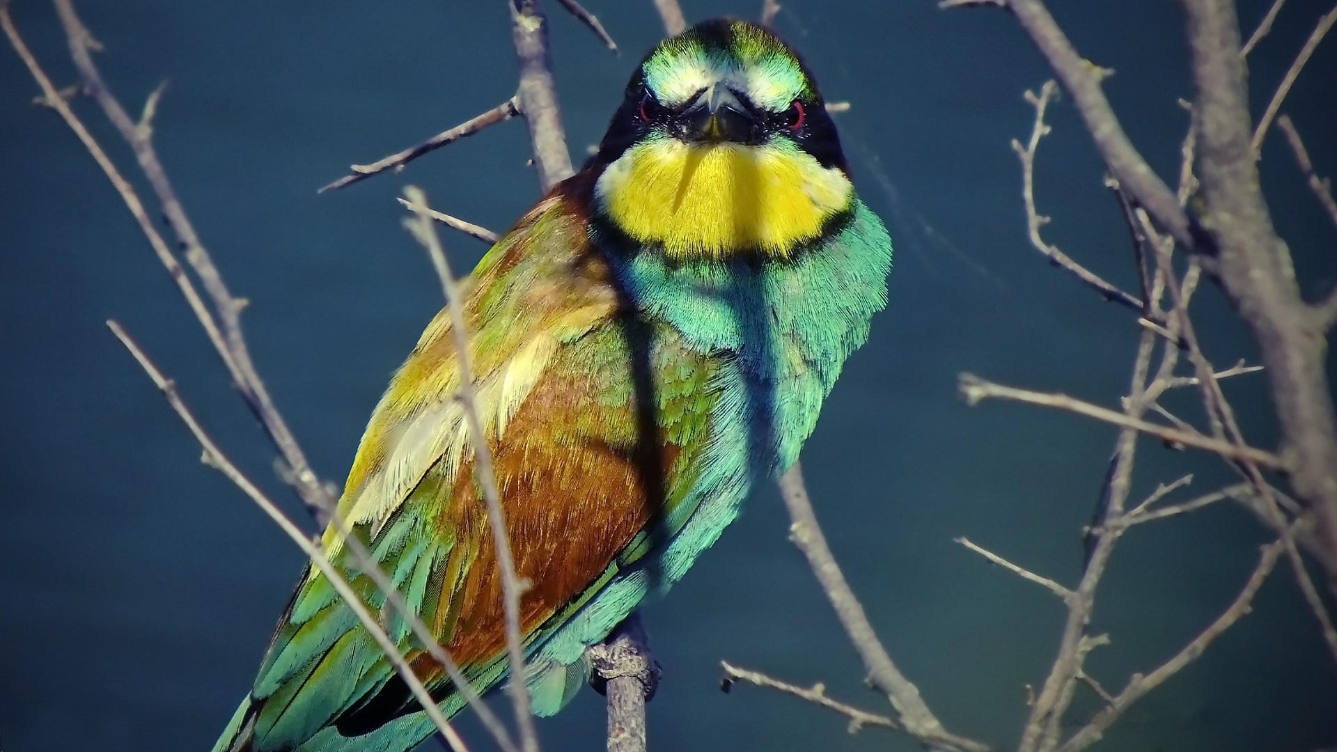 Téléchargez des papiers peints mobile Animaux, Oiseau, Des Oiseaux gratuitement.