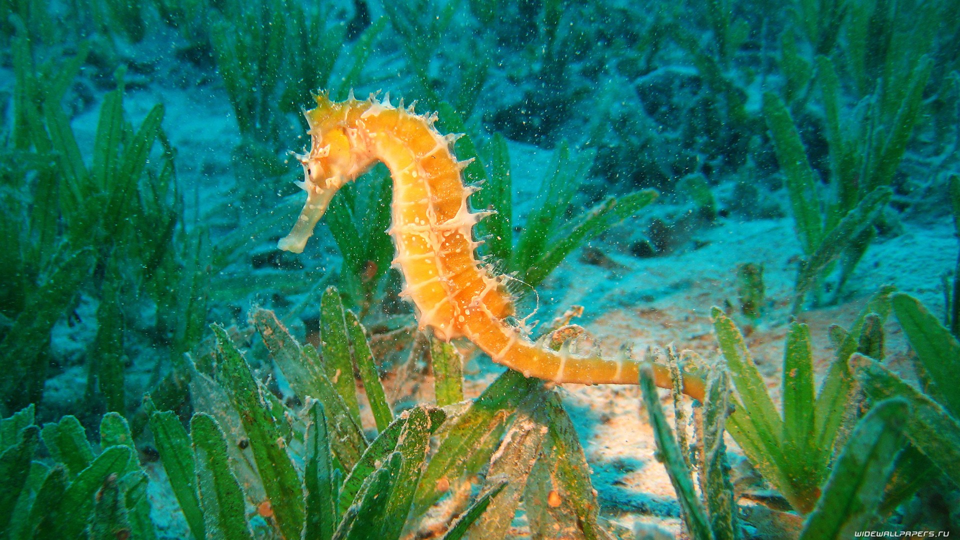 Download mobile wallpaper Animal, Seahorse for free.