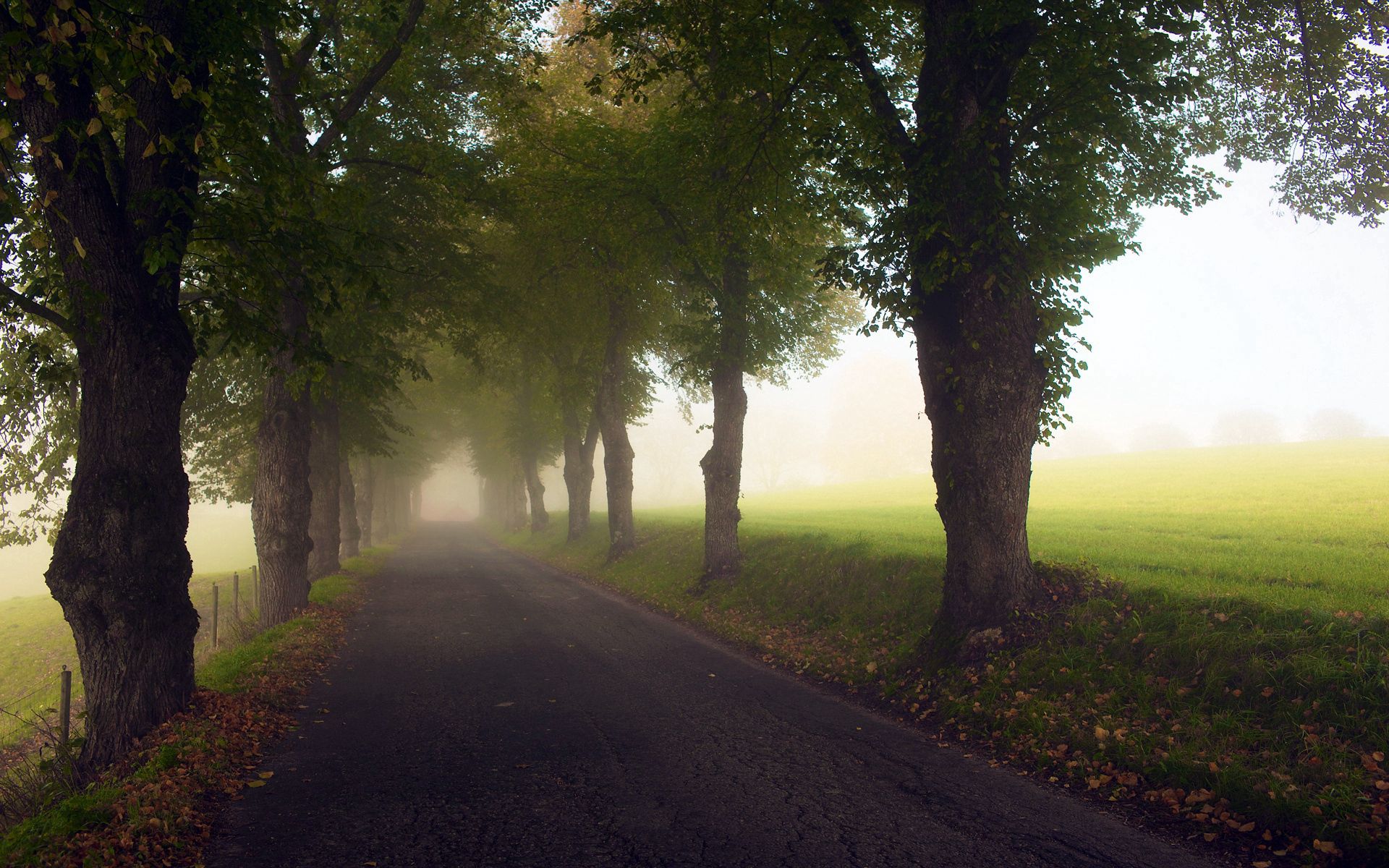 Download mobile wallpaper Fog, Haze, Trees, Road, Alley, Meadow, Nature for free.