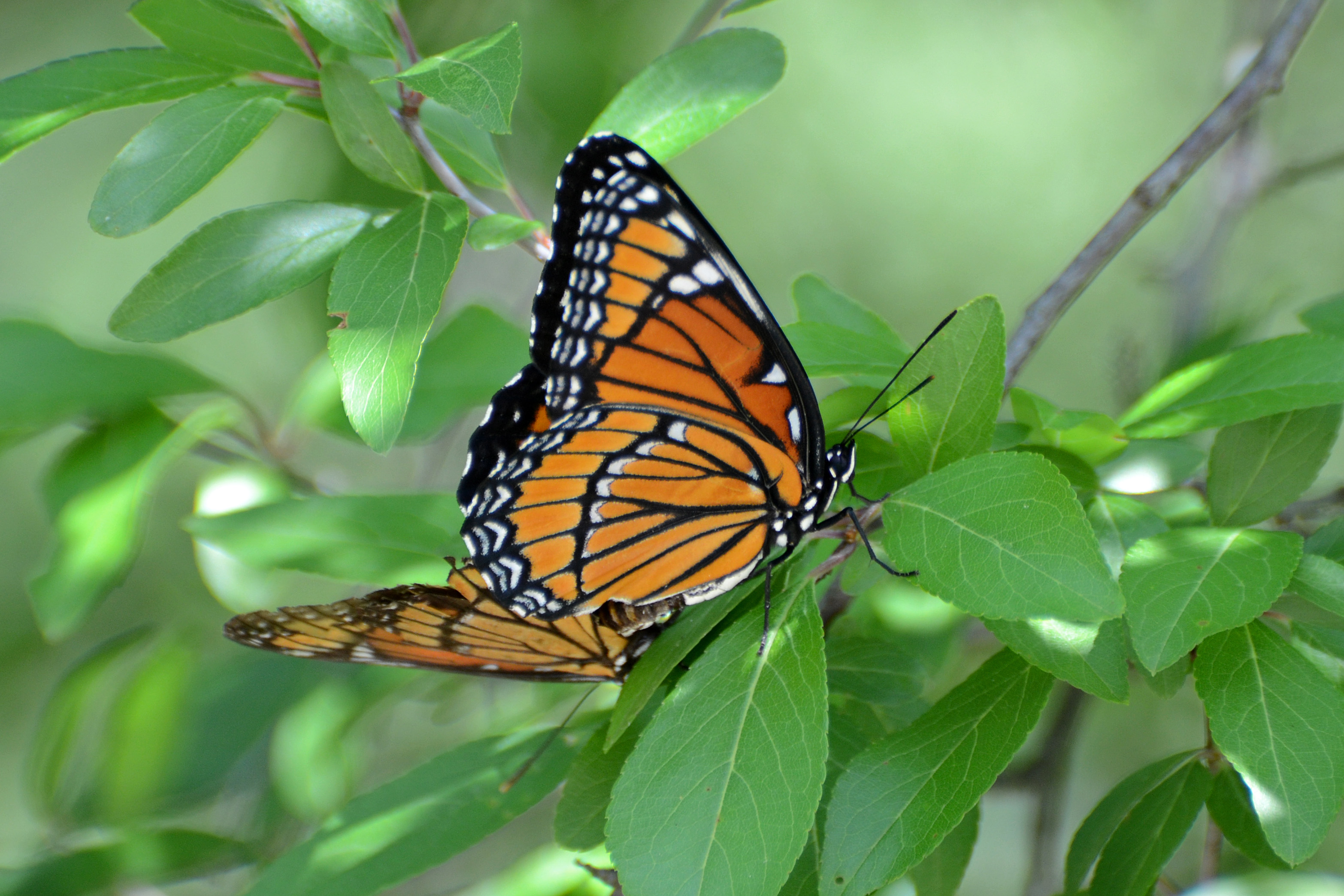 Download mobile wallpaper Butterfly, Animal for free.