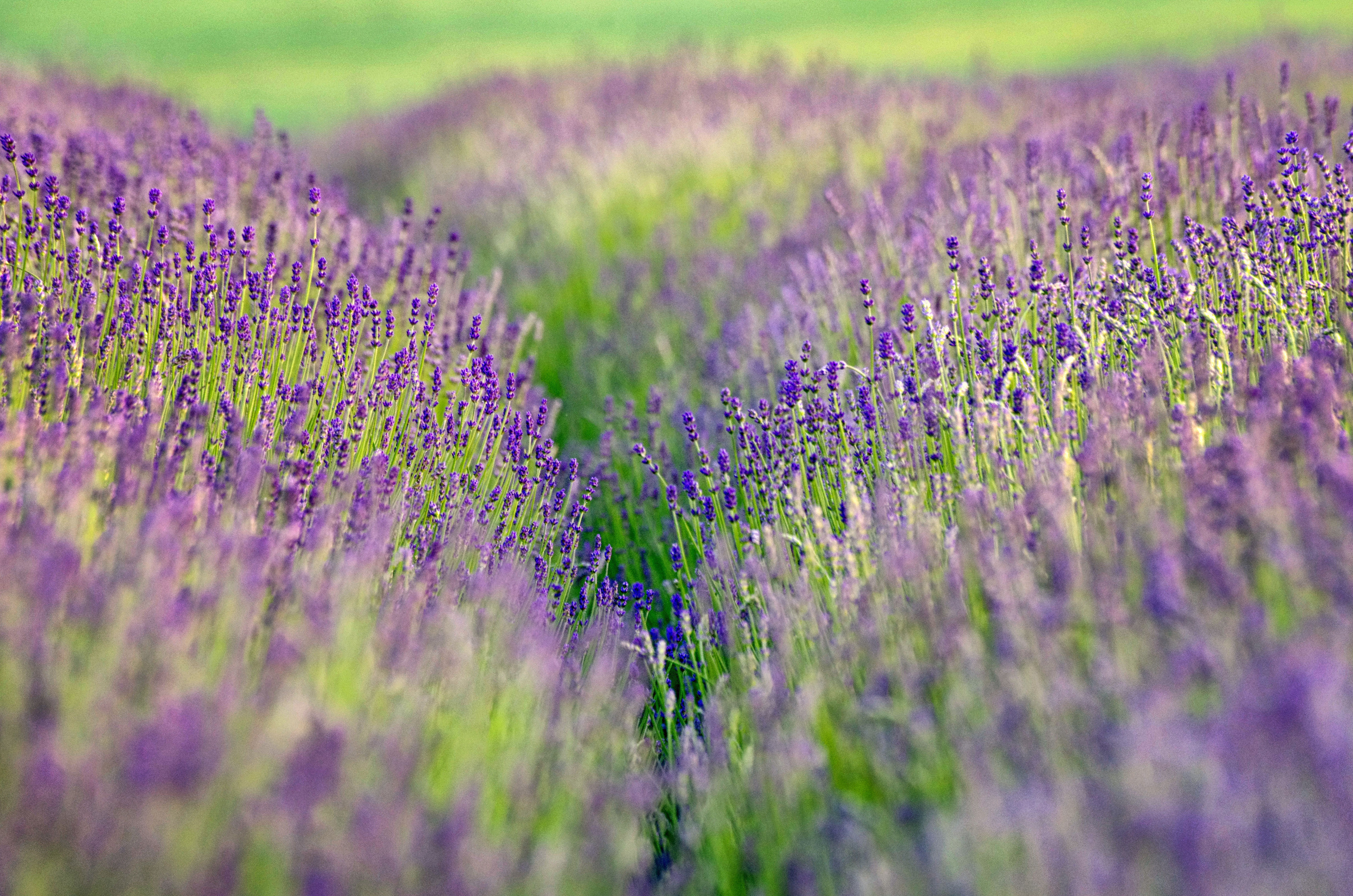 Download mobile wallpaper Nature, Flowers, Blur, Close Up, Earth, Lavender, Purple Flower for free.
