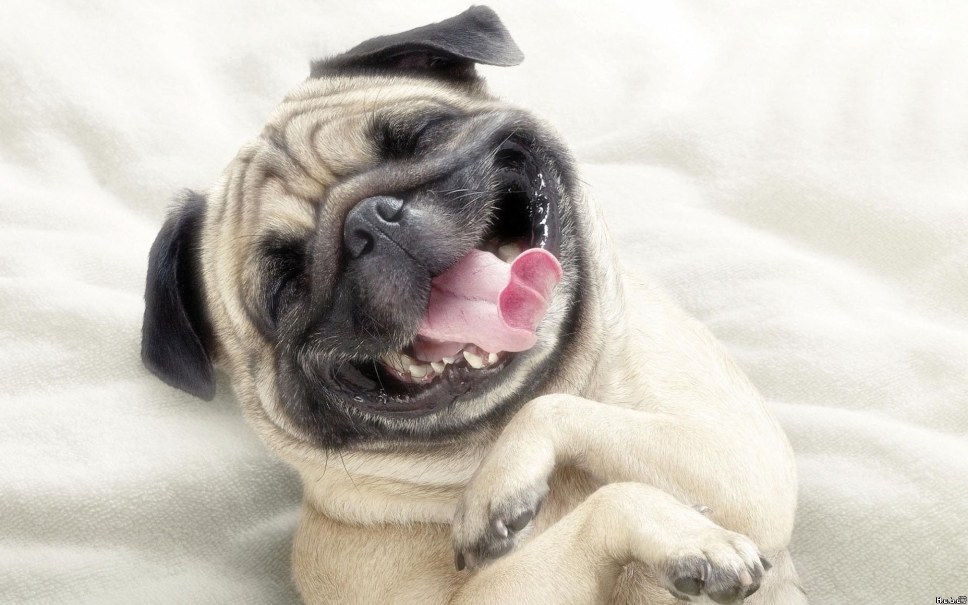 Free download wallpaper Animal, Pug on your PC desktop