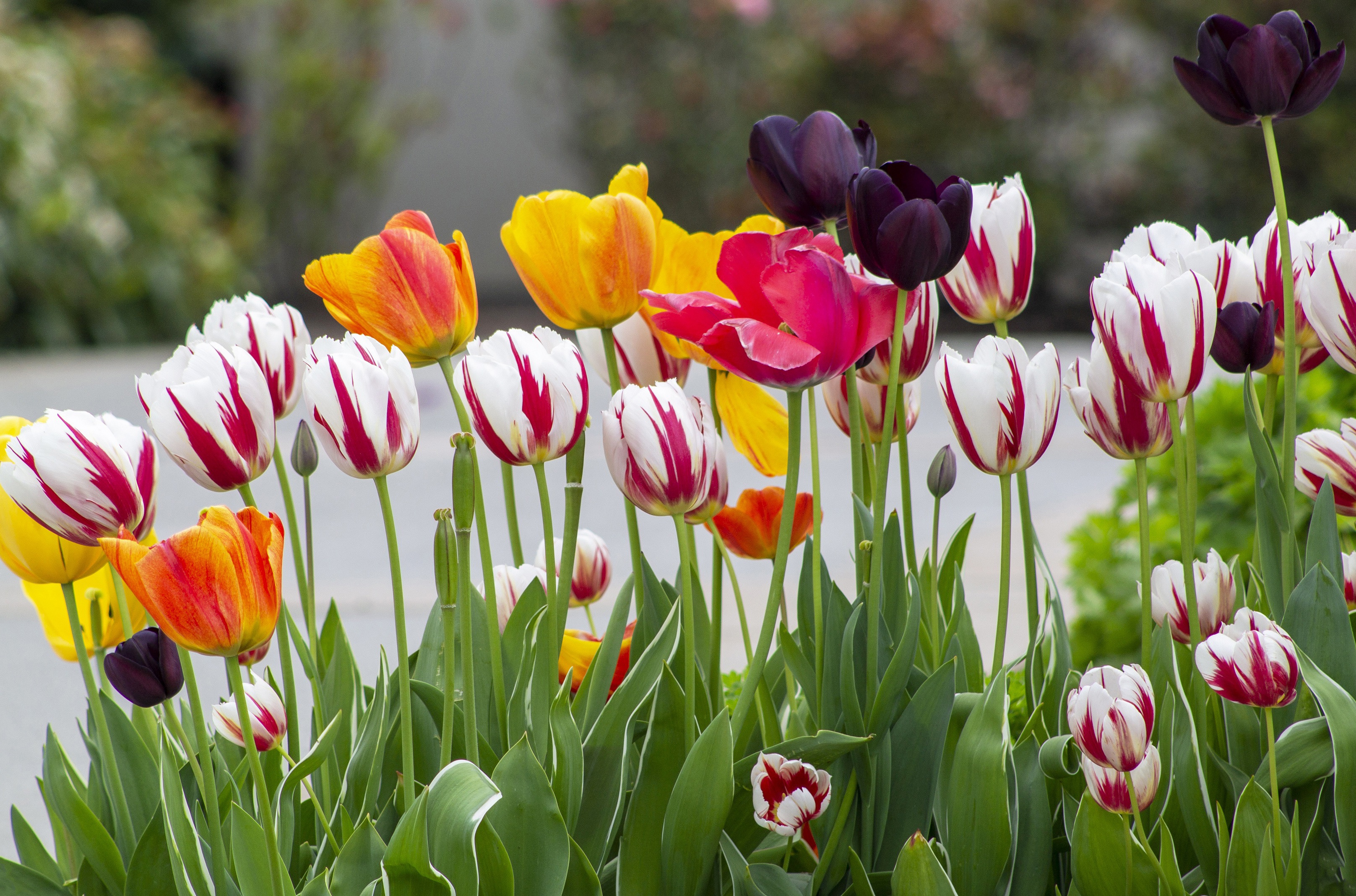 Handy-Wallpaper Blumen, Blume, Tulpe, Erde/natur kostenlos herunterladen.