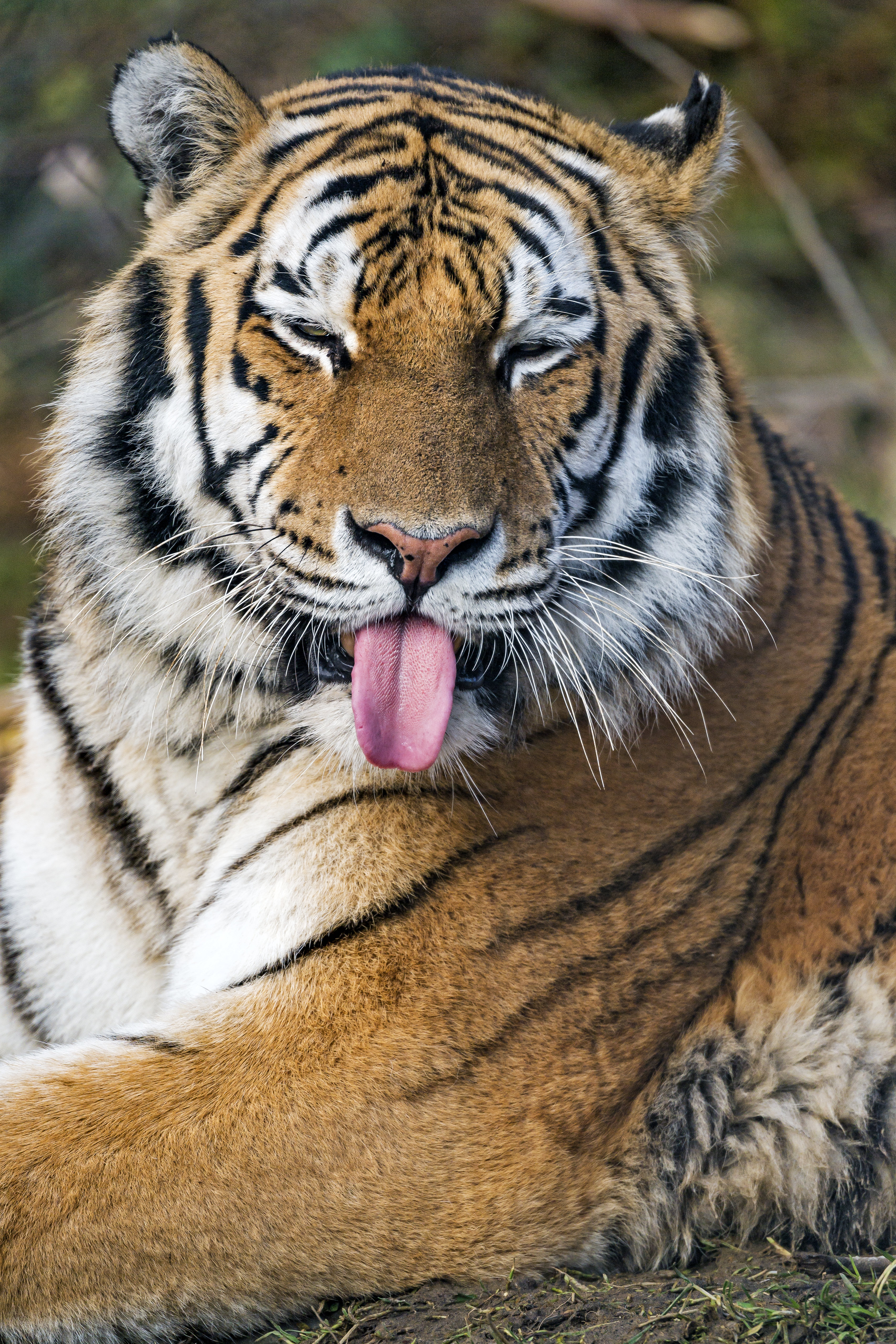 65569 скачать обои тигр, большая кошка, хищник, животные, забавный, высунутый язык - заставки и картинки бесплатно