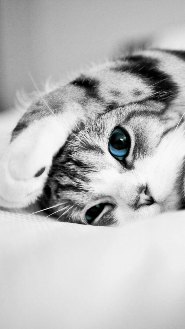 Download mobile wallpaper Cats, Cat, Kitten, Animal, Cute, Blue Eyes for free.