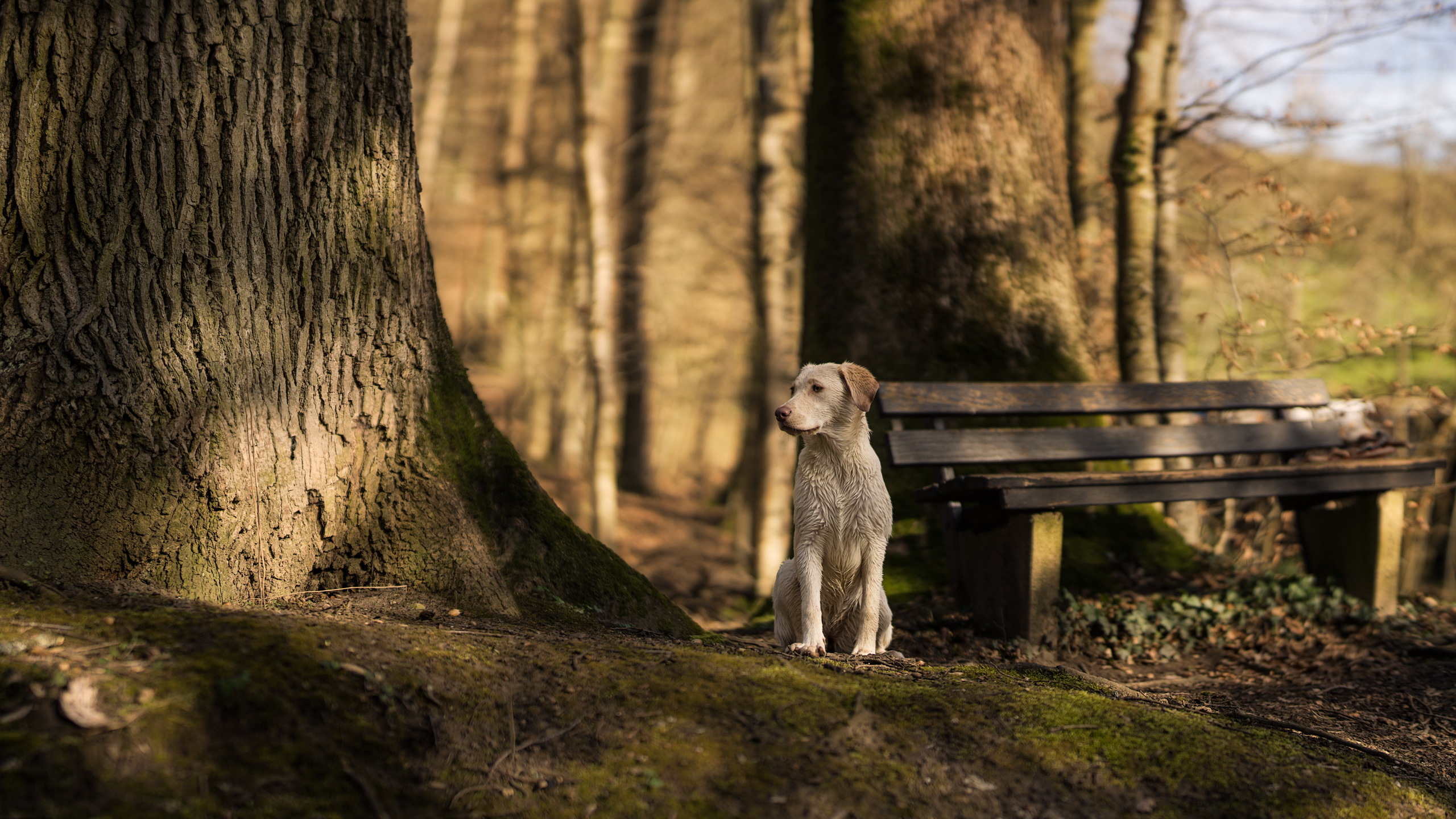 Handy-Wallpaper Labrador Retriever, Hunde, Bank, Hund, Tiere kostenlos herunterladen.