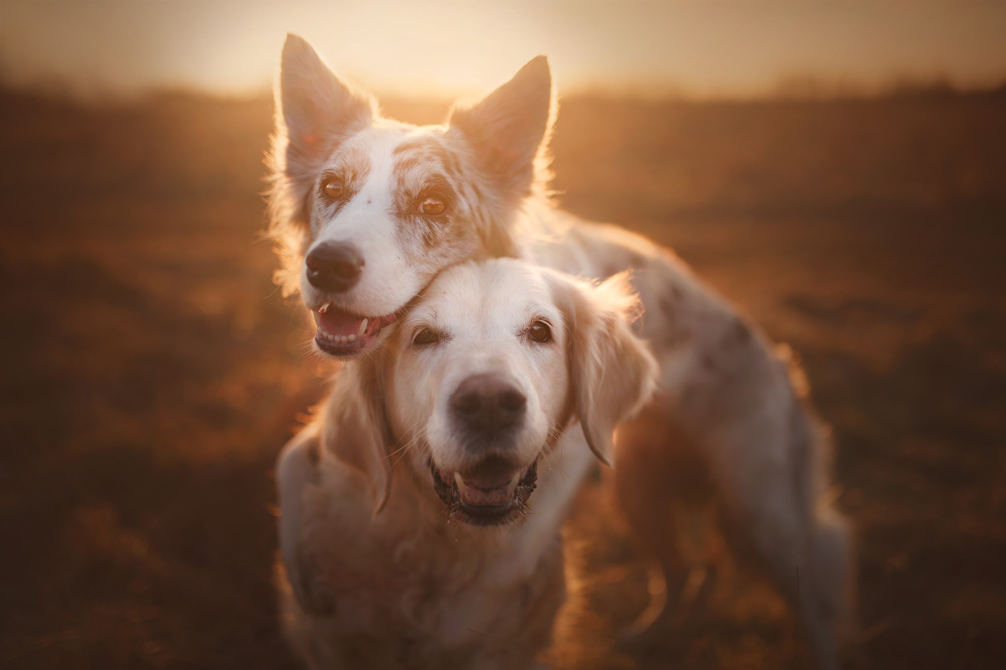 PCデスクトップに動物, 犬, ゴールデンレトリバー, ボーダーコリー画像を無料でダウンロード