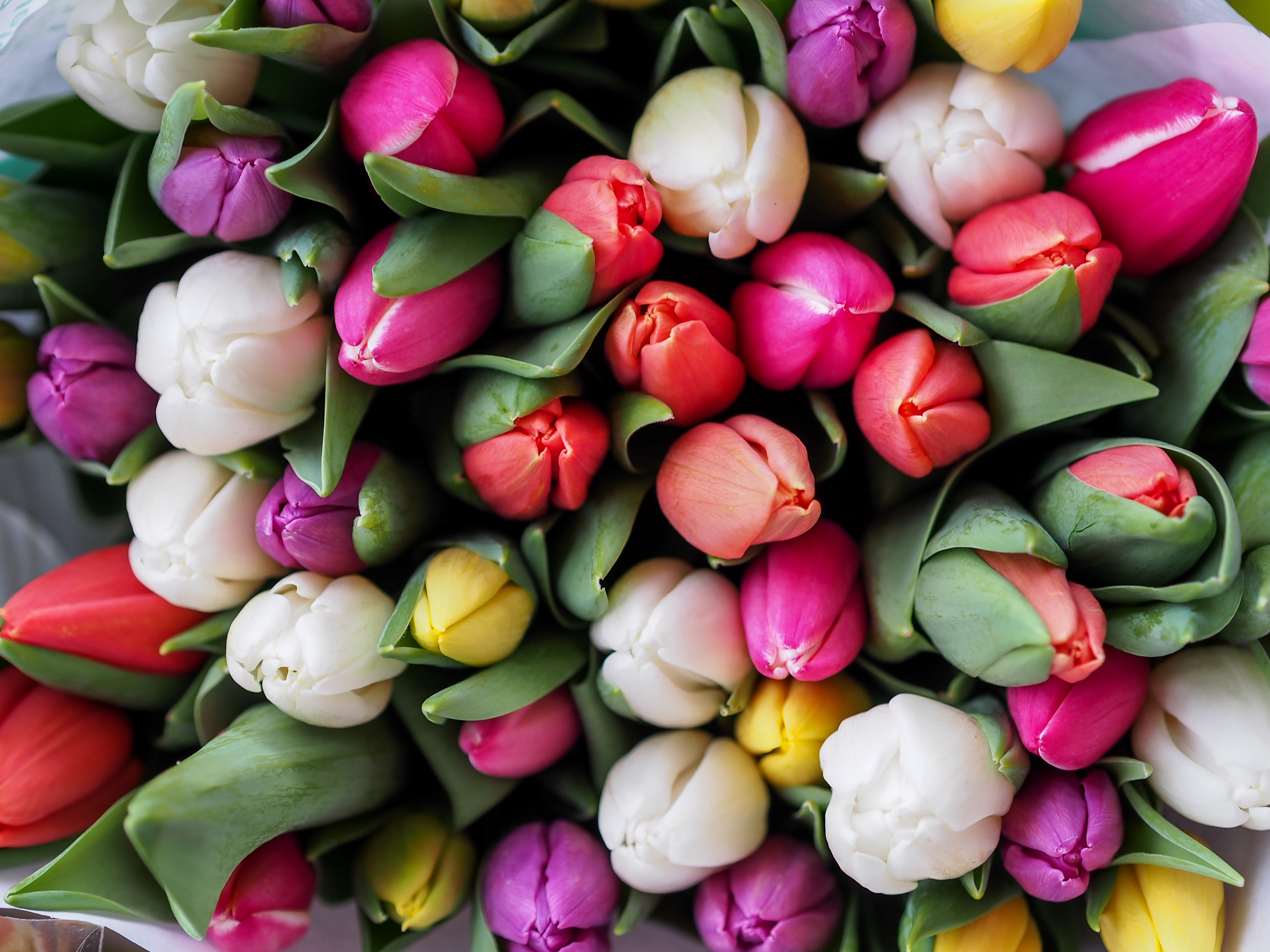 flowers, tulips, bouquet