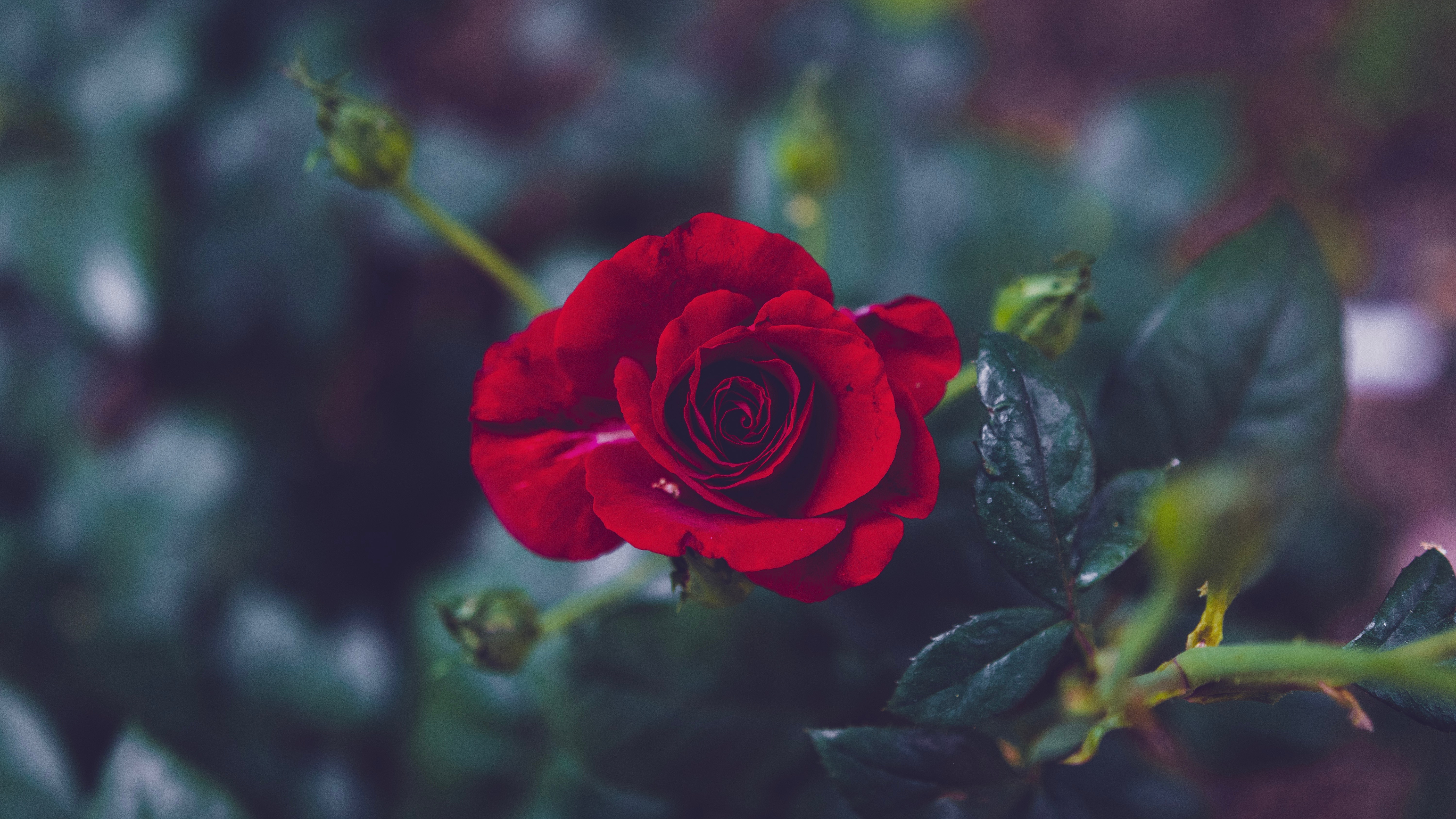 Téléchargez gratuitement l'image Lisse, Bourgeon, Flou, Une Rose, Pétales, Jardin, Fleurs, Rose sur le bureau de votre PC
