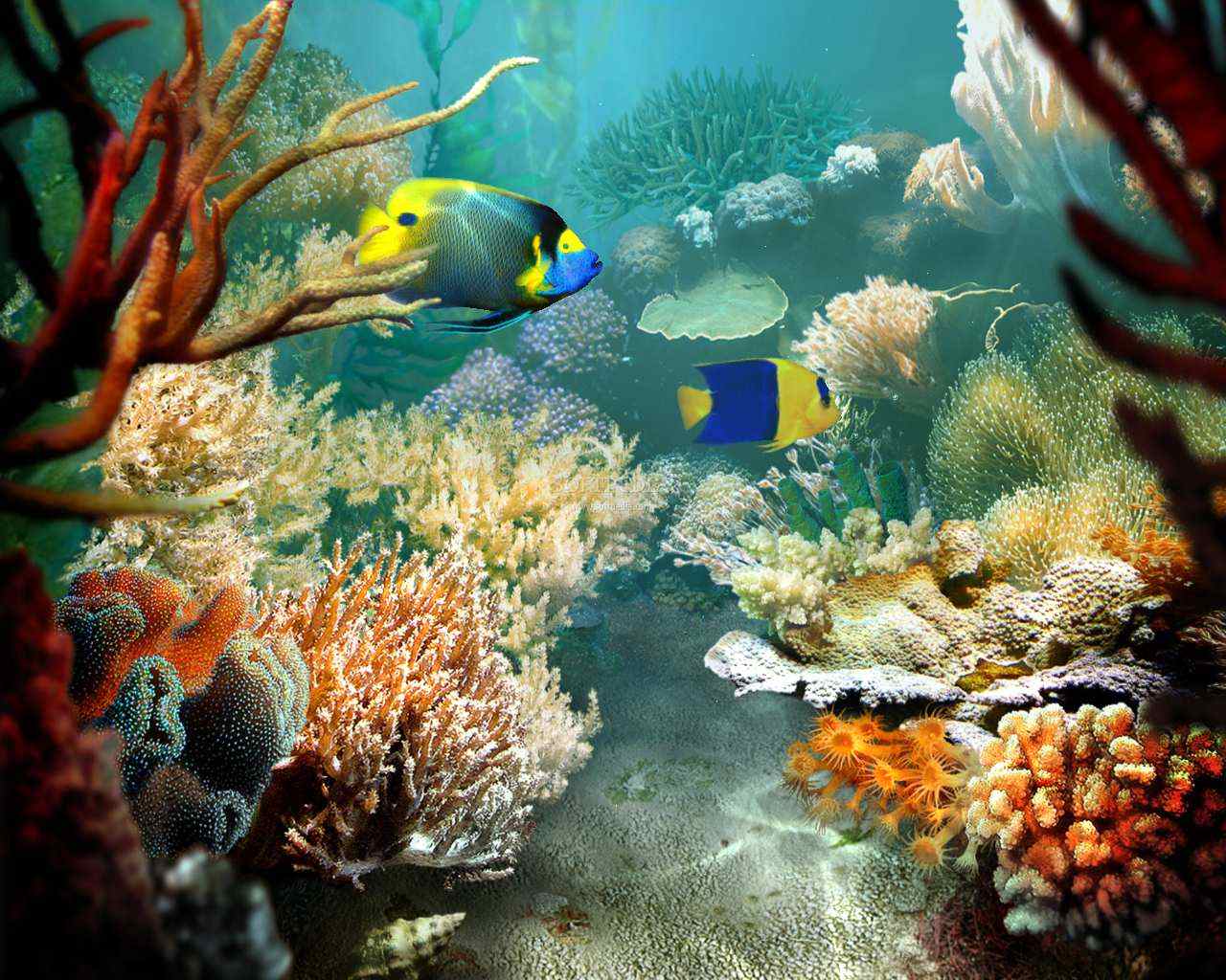 1439117 descargar imagen animales, vida marina: fondos de pantalla y protectores de pantalla gratis