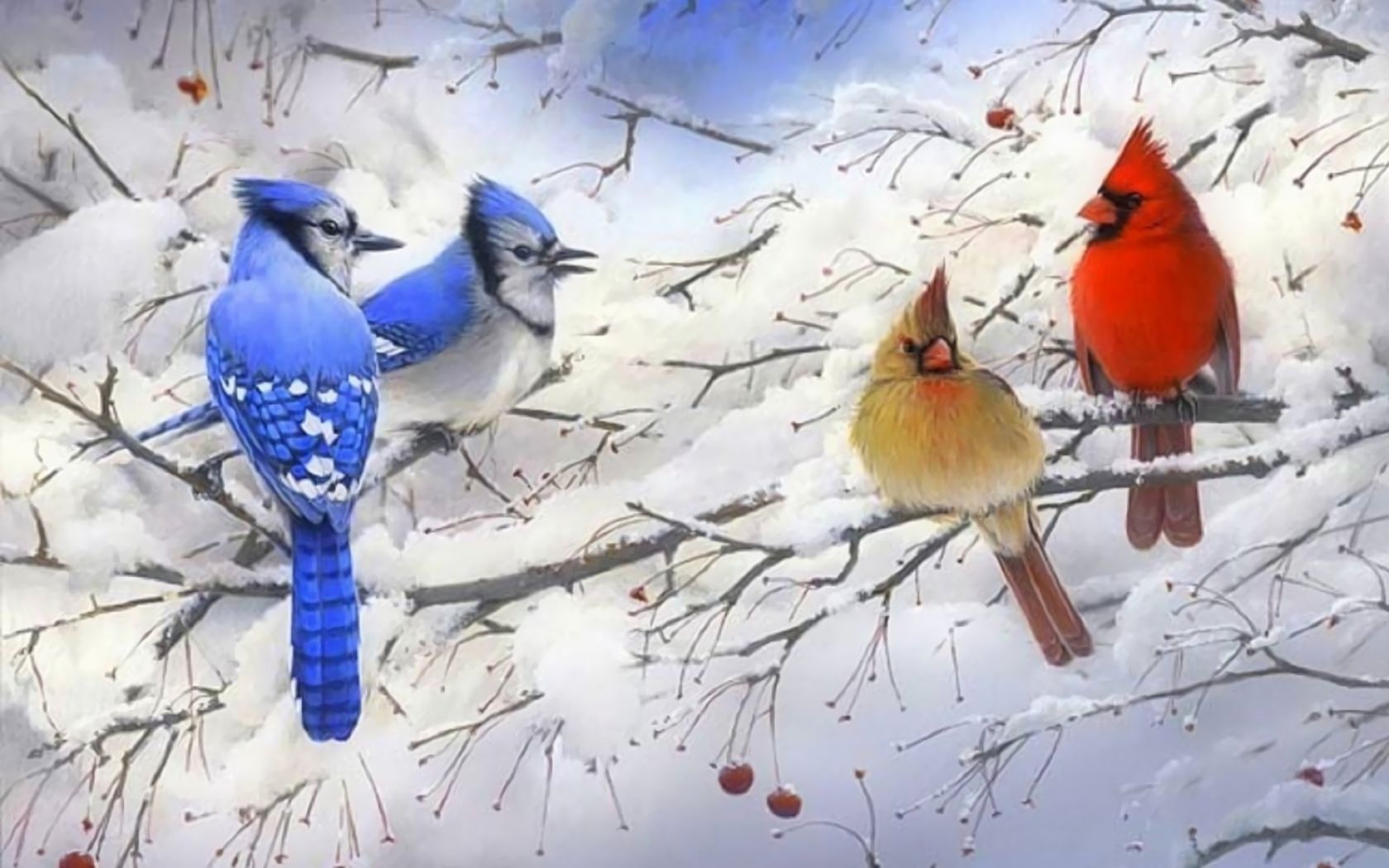 1500360 скачать обои голубая сойка, животные, птица, ответвляться, кардинал, снег, зима - заставки и картинки бесплатно