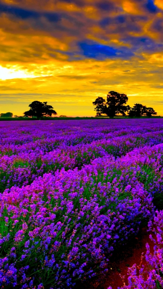 Скачать картинку Пейзаж, Цветок, Красочный, Ландшафт, Земля/природа, Закат Солнца в телефон бесплатно.