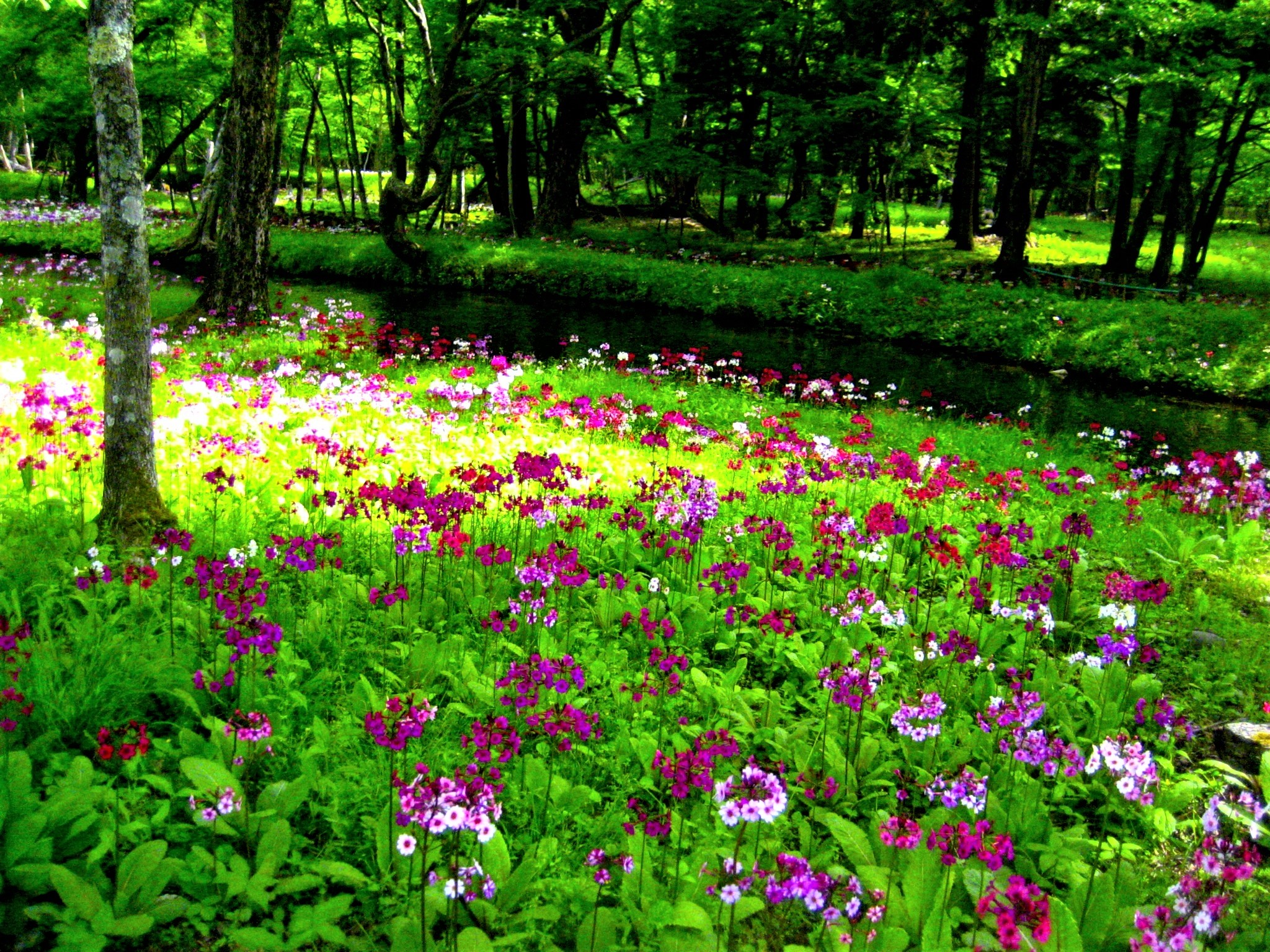 Descarga gratis la imagen Flores, Hierba, Rio, Flor, Parque, Flor Purpura, Tierra/naturaleza en el escritorio de tu PC
