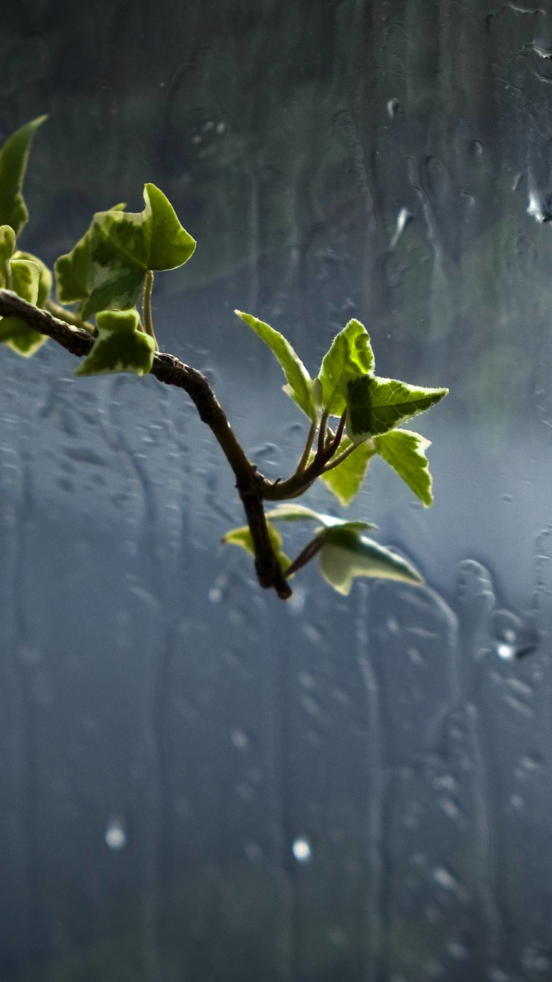 Descarga gratuita de fondo de pantalla para móvil de Planta, Tierra/naturaleza.