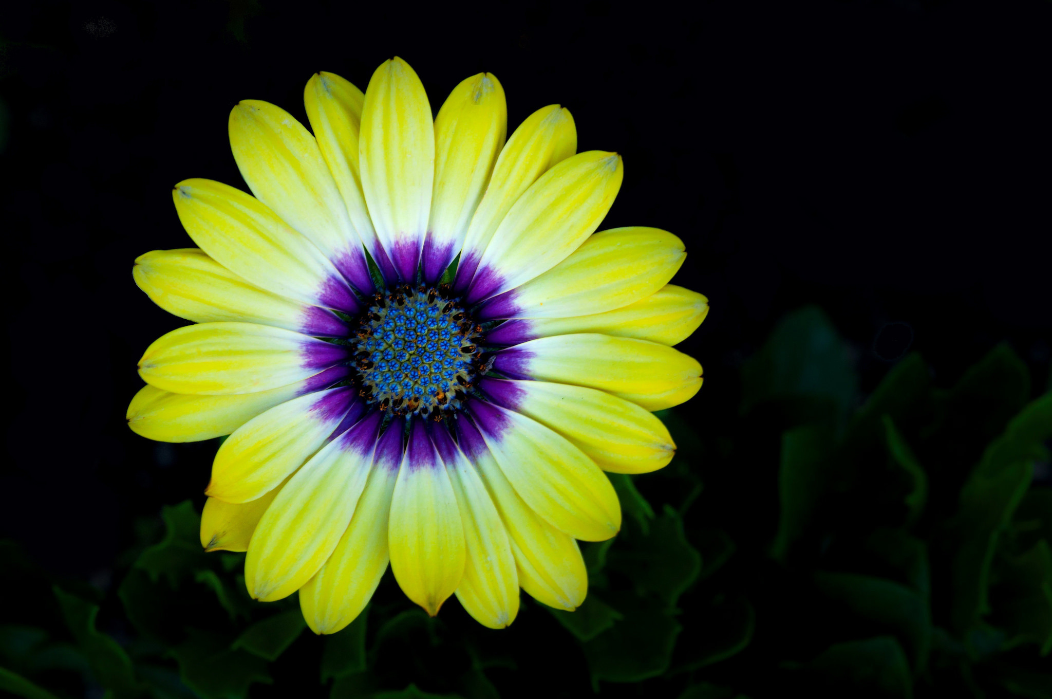 Laden Sie das Natur, Blumen, Gerbera, Blume, Nahansicht, Gänseblümchen, Gelbe Blume, Erde/natur-Bild kostenlos auf Ihren PC-Desktop herunter