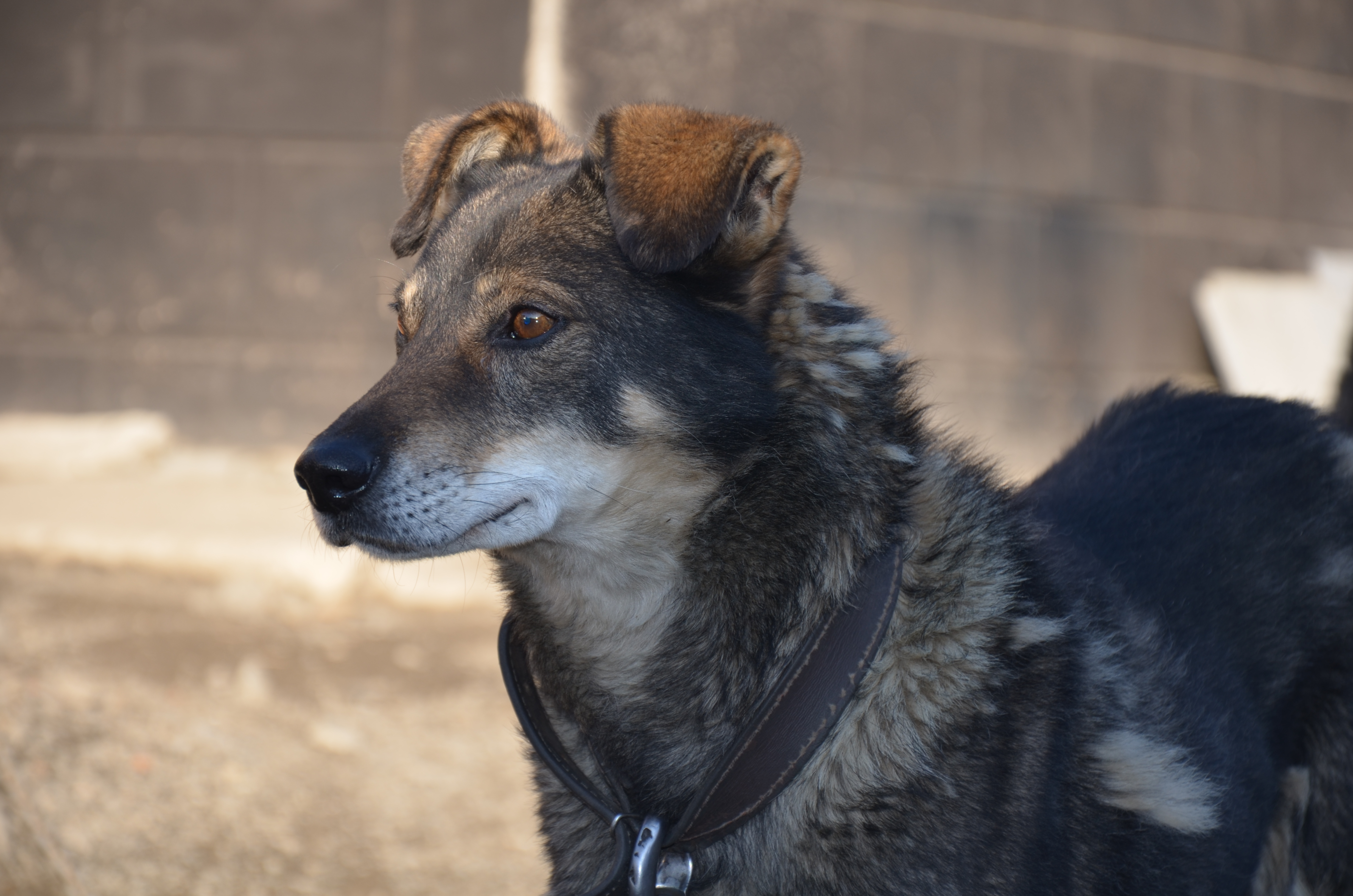 無料モバイル壁紙犬, 動物をダウンロードします。