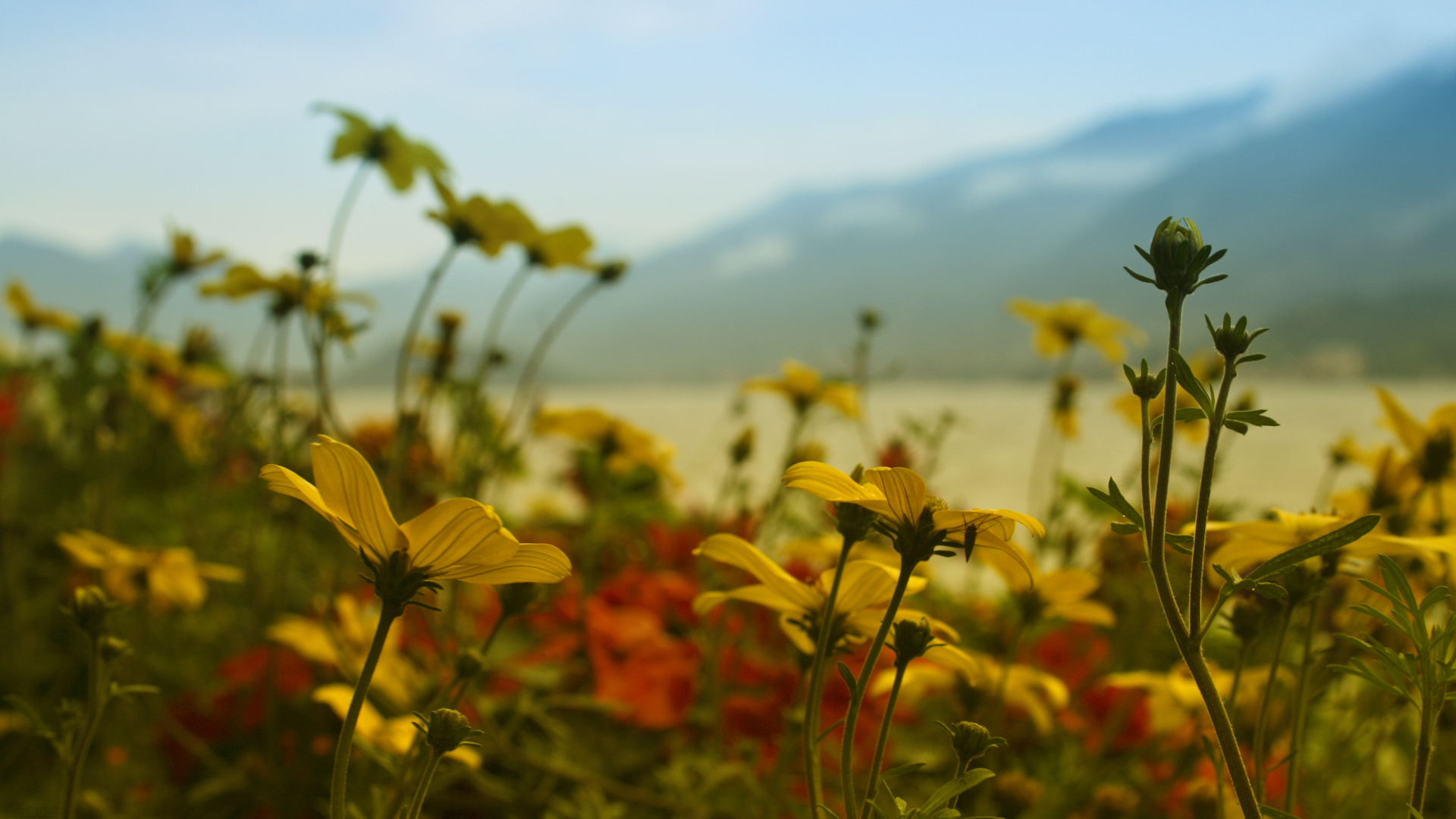 Téléchargez gratuitement l'image Fleurs, Fleur, Terre/nature sur le bureau de votre PC