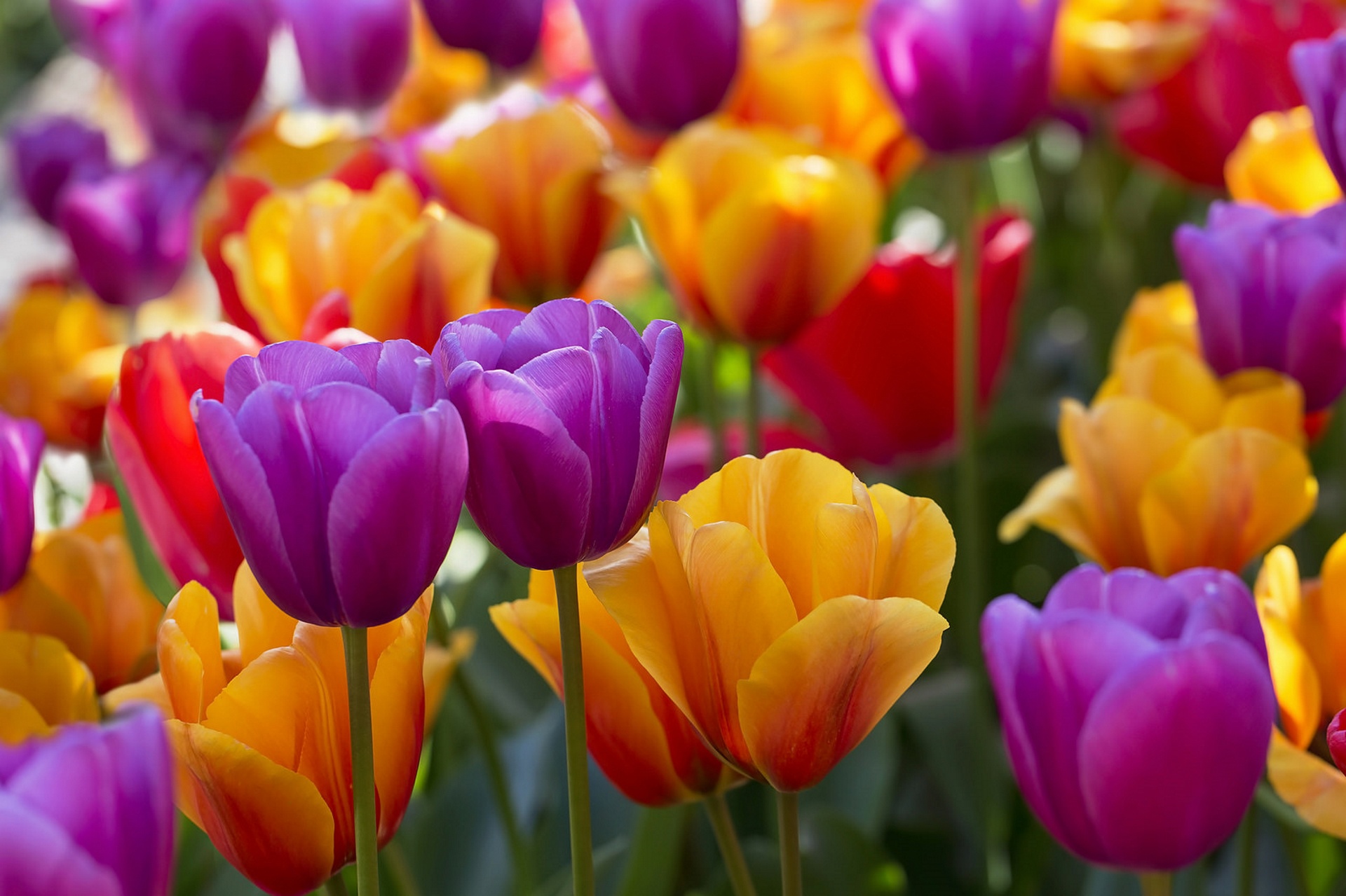 Download mobile wallpaper Nature, Flowers, Flower, Earth, Tulip, Yellow Flower, Purple Flower for free.