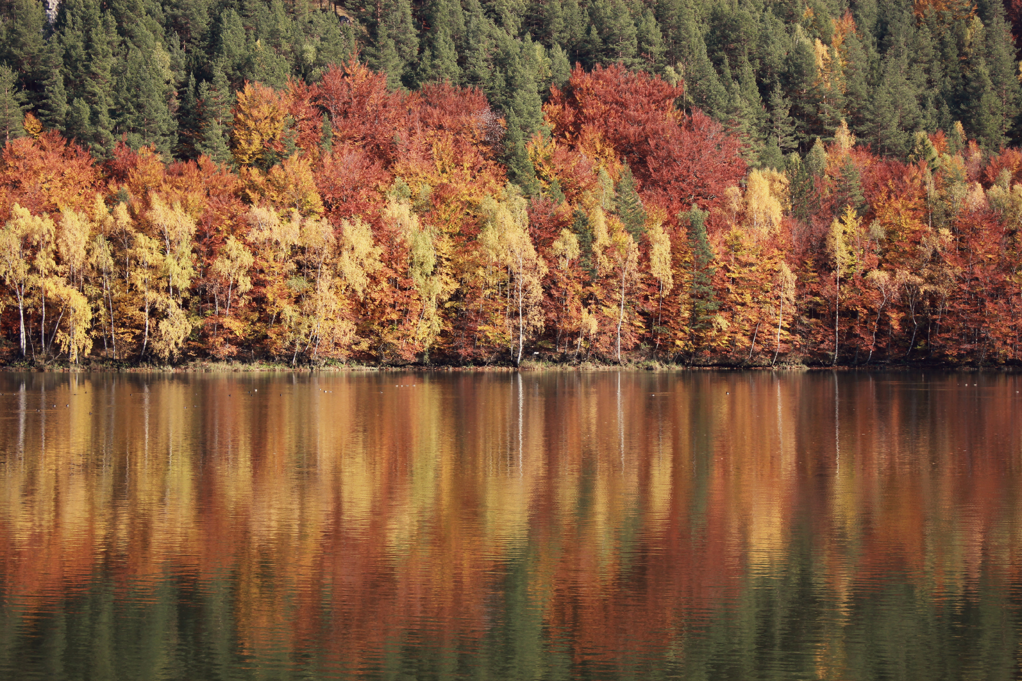 137596 descargar imagen ríos, naturaleza, árboles, reflexión: fondos de pantalla y protectores de pantalla gratis