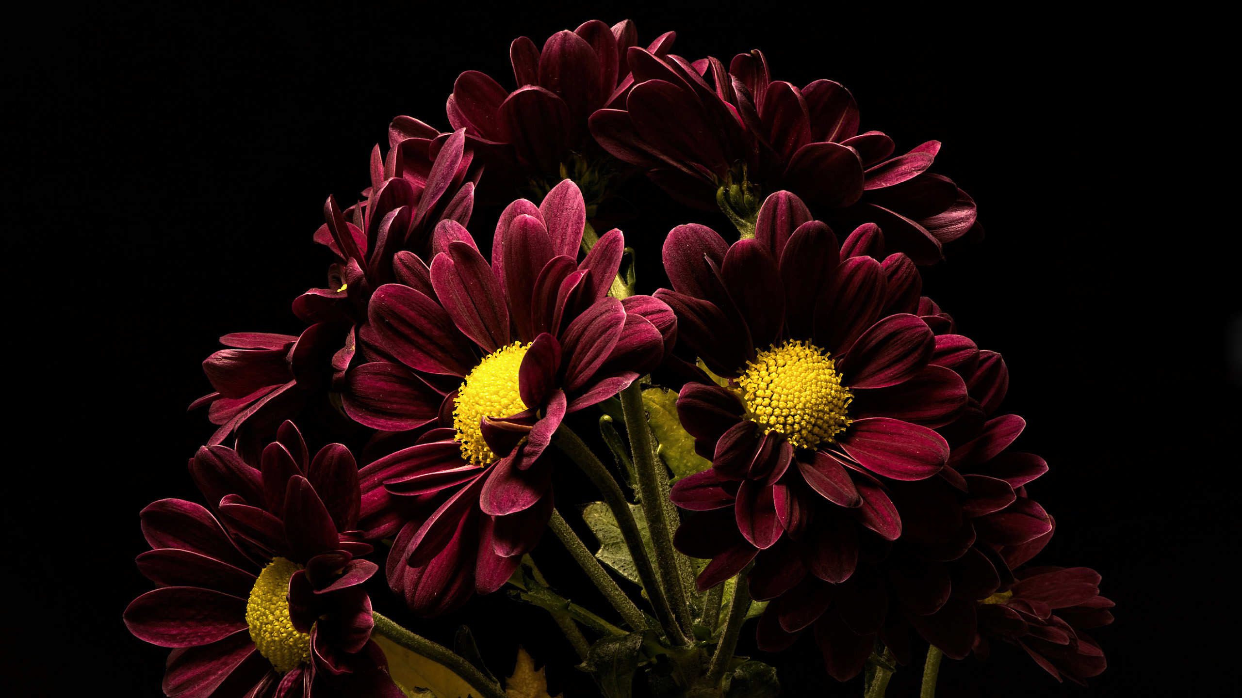 Download mobile wallpaper Flowers, Chrysanthemum, Earth for free.