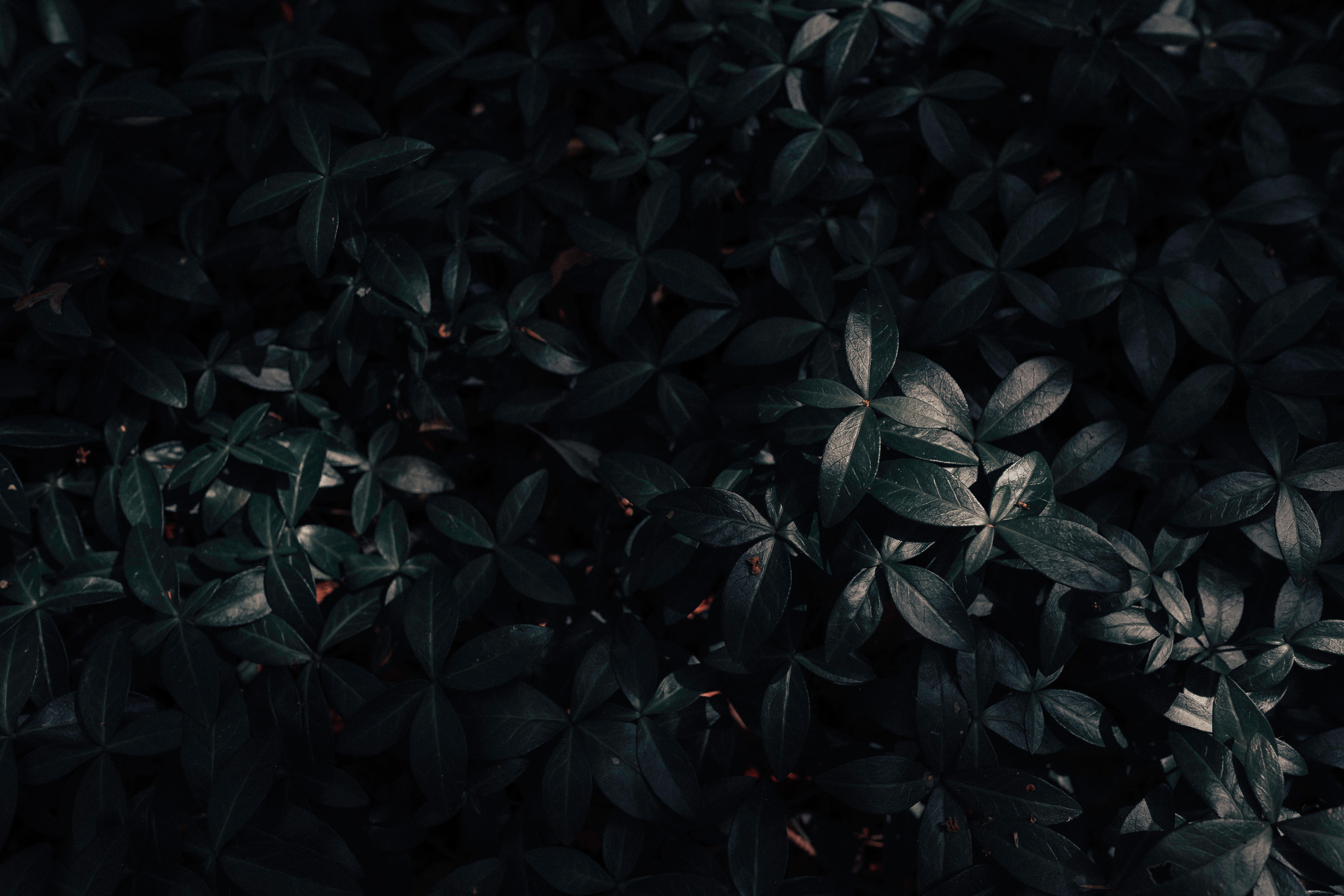 Download mobile wallpaper Leaves, Nature, Plant, Dark for free.