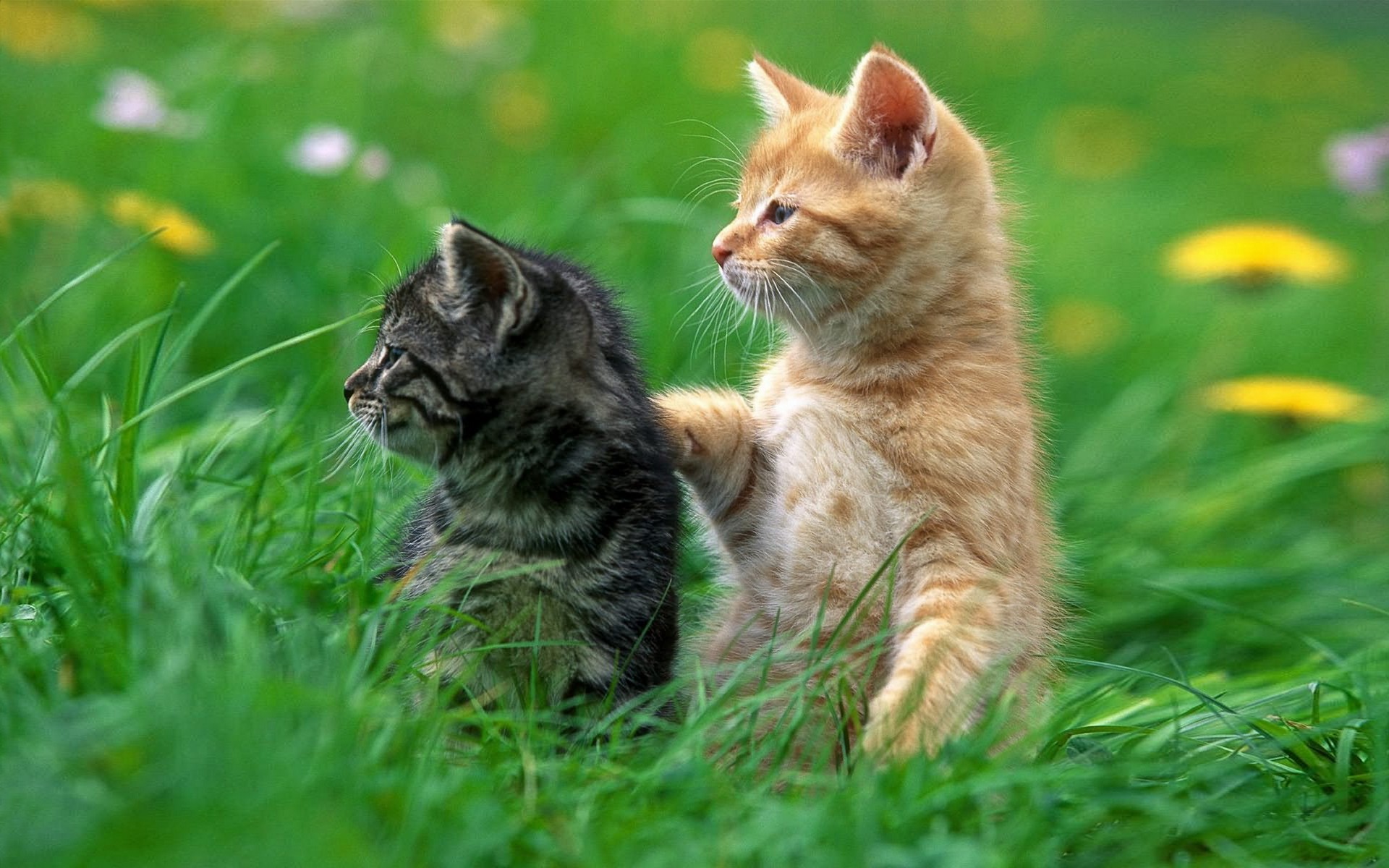 Free download wallpaper Grass, Cat, Kitten, Animal, Cute on your PC desktop