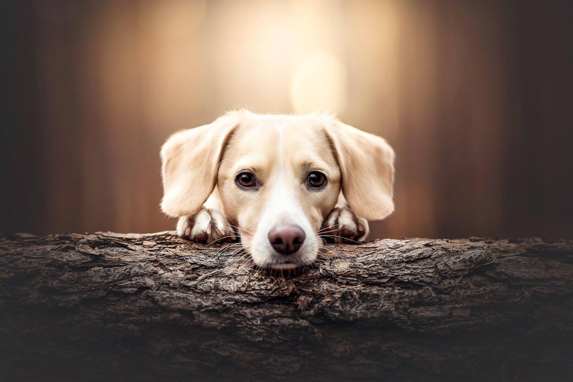 Free download wallpaper Dogs, Dog, Animal, Puppy, Baby Animal on your PC desktop