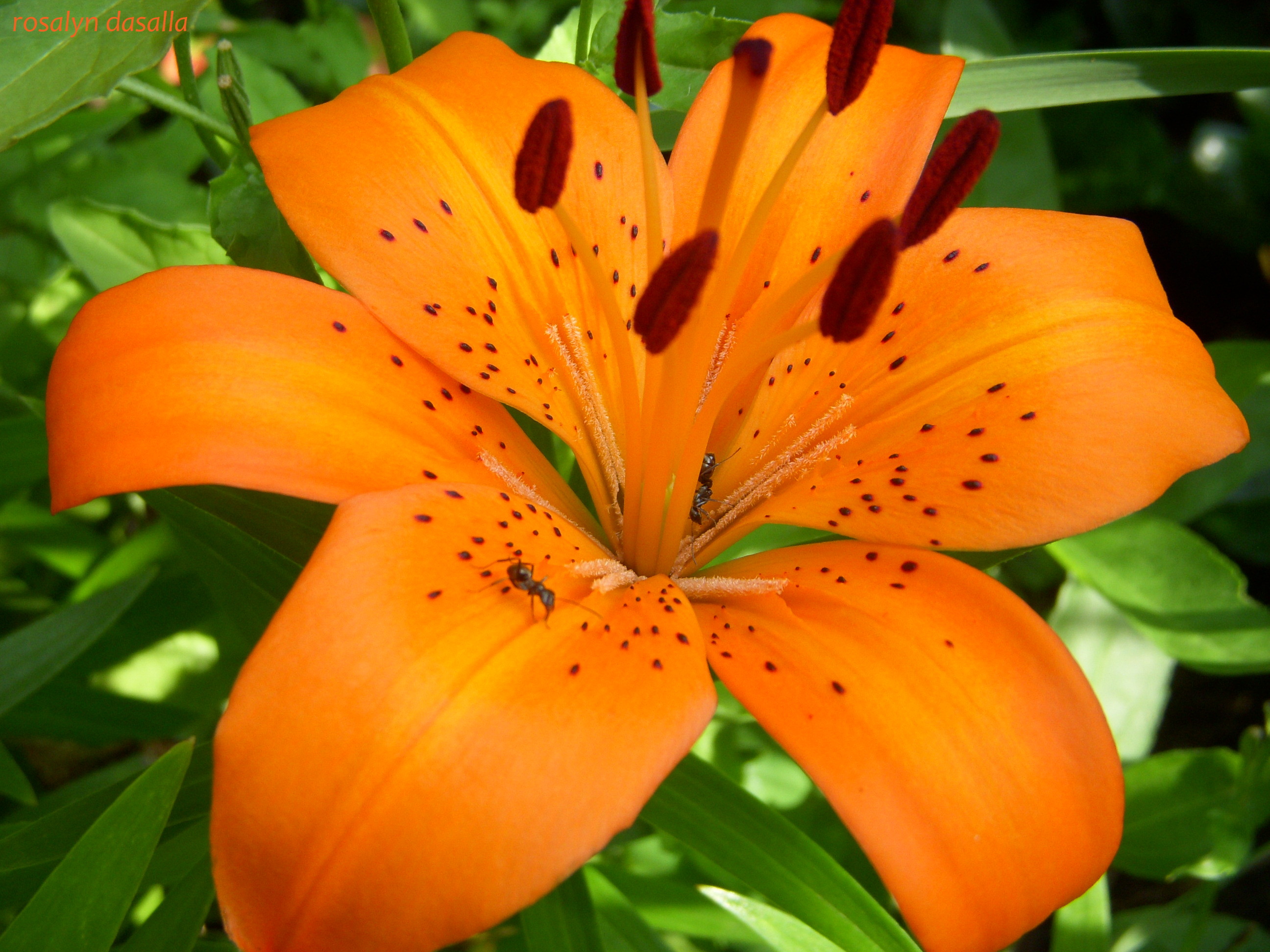 Téléchargez gratuitement l'image Fleurs, Fermer, Lys, Terre/nature, Fleur D'oranger, Lis Du Tigre sur le bureau de votre PC