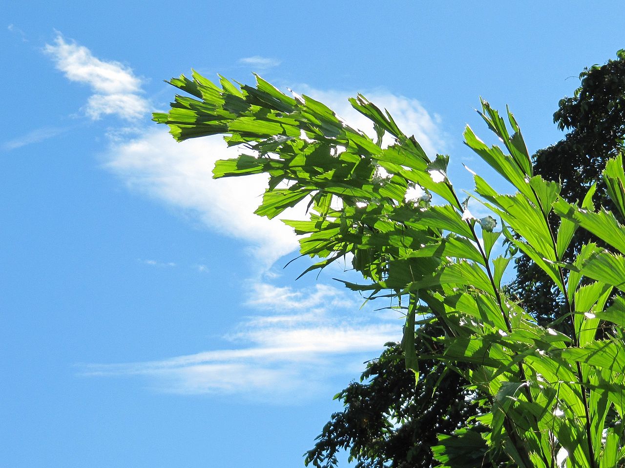 Handy-Wallpaper Blatt, Erde/natur kostenlos herunterladen.