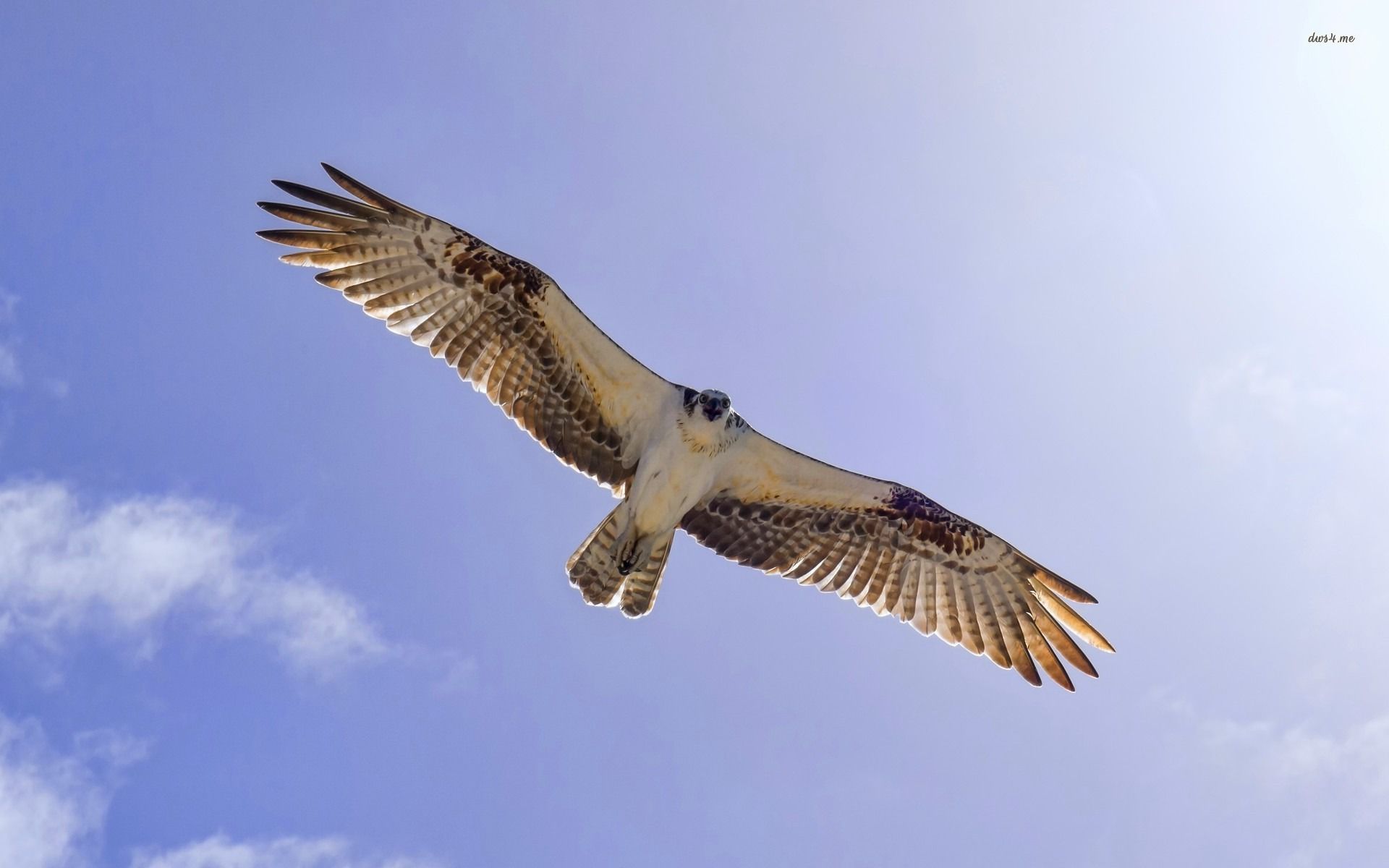 Download mobile wallpaper Falcon, Bird, Birds, Animal for free.