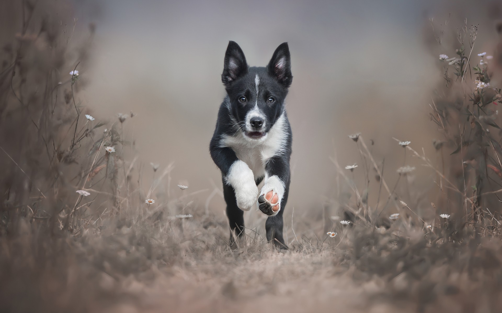 PCデスクトップに動物, 犬, 子犬, 可愛い, ボーダーコリー画像を無料でダウンロード