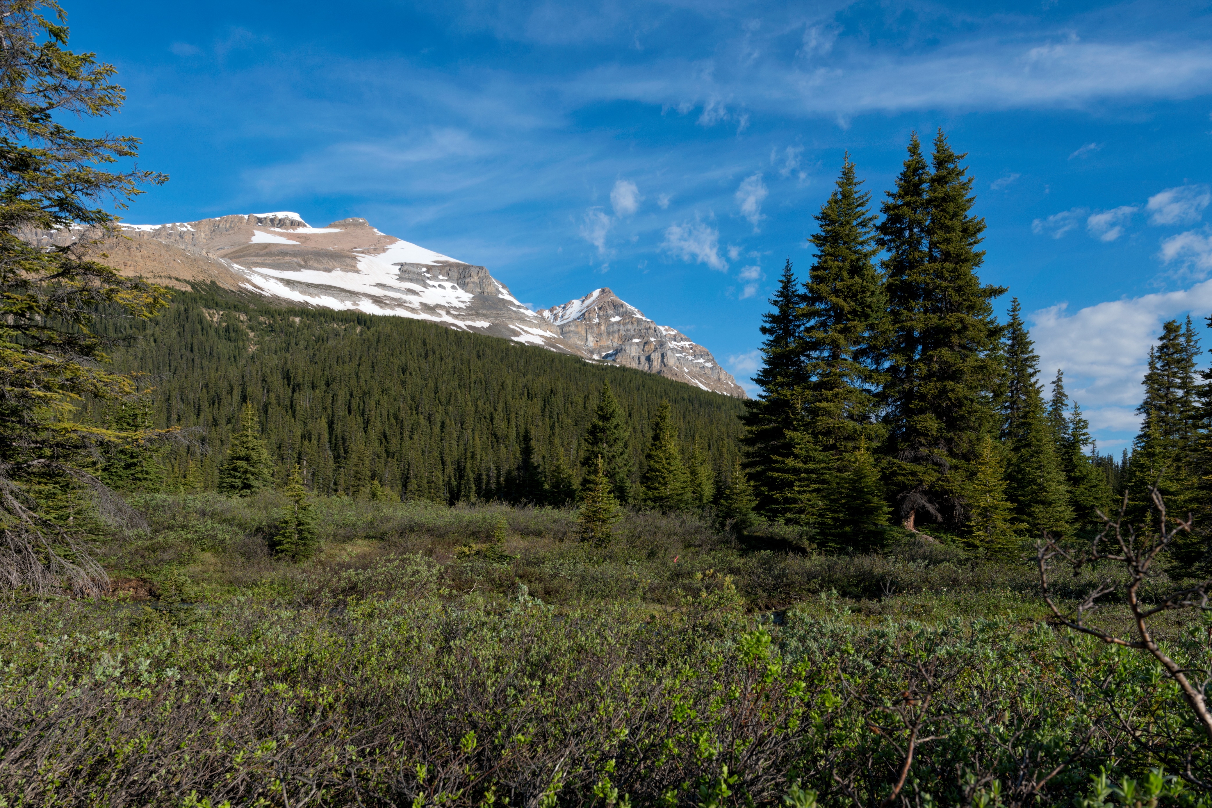 115907壁紙のダウンロード風景, 自然, 山脈, パークス, ブッシュ, カナダ, 森林, 森-スクリーンセーバーと写真を無料で